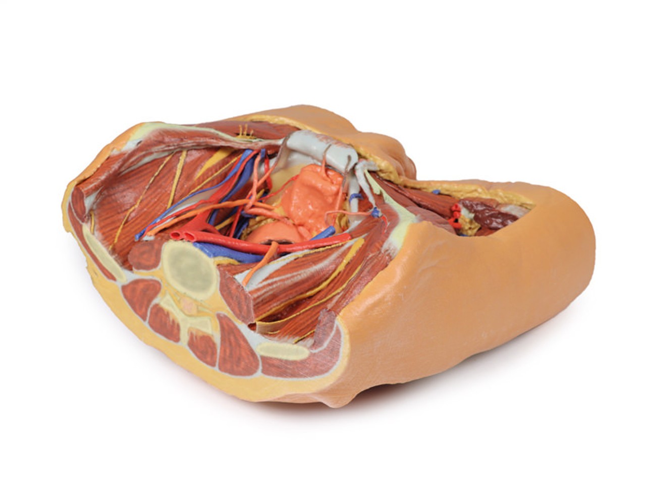 3D printed male pelvis. Full view. Exposed muslces, veins, arteries, nerves, tendons, and ligaments. Top angle.