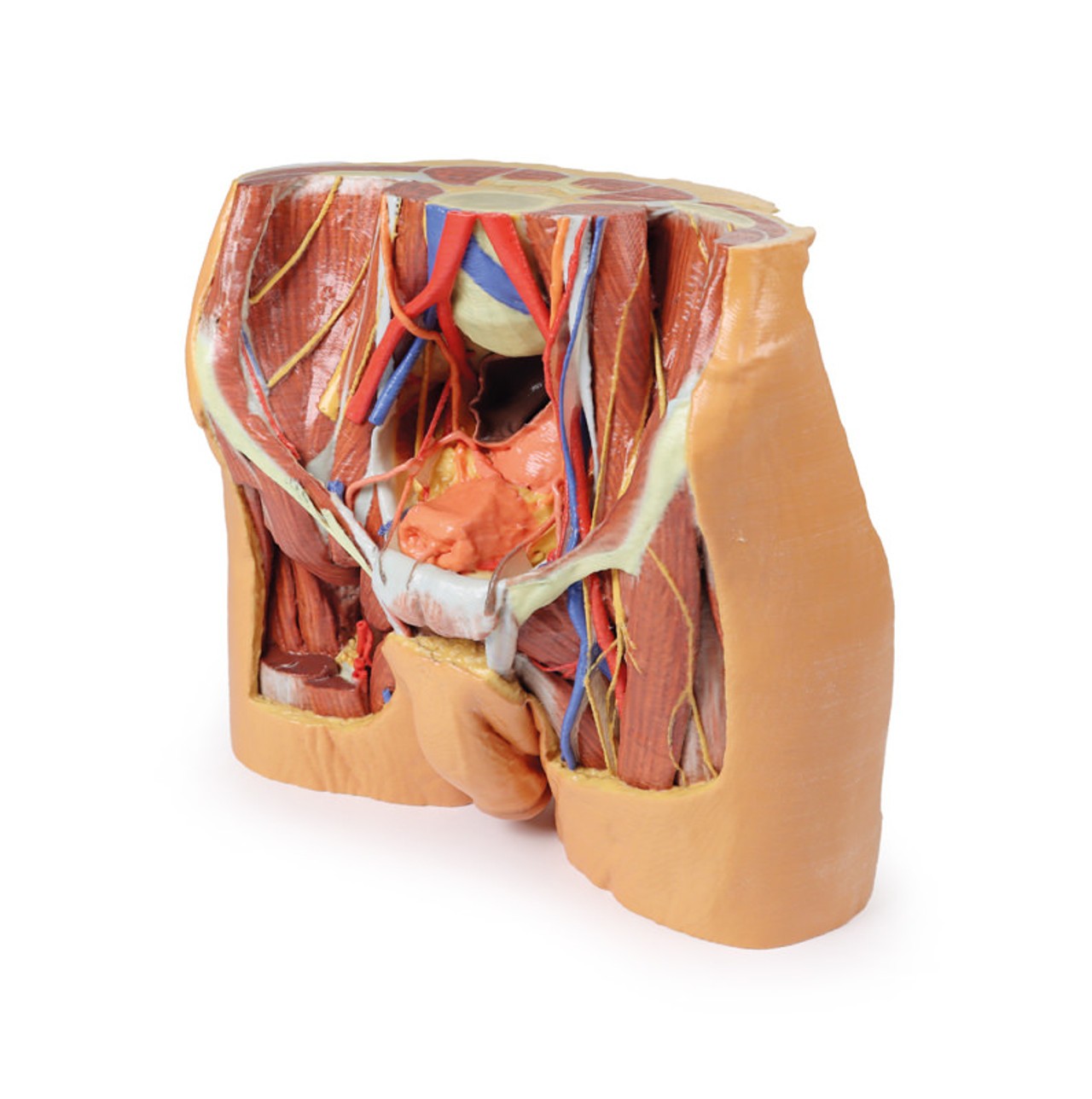 3D printed male pelvis. Full view. Exposed muslces, veins, arteries, nerves, tendons, and ligaments. Side angle.