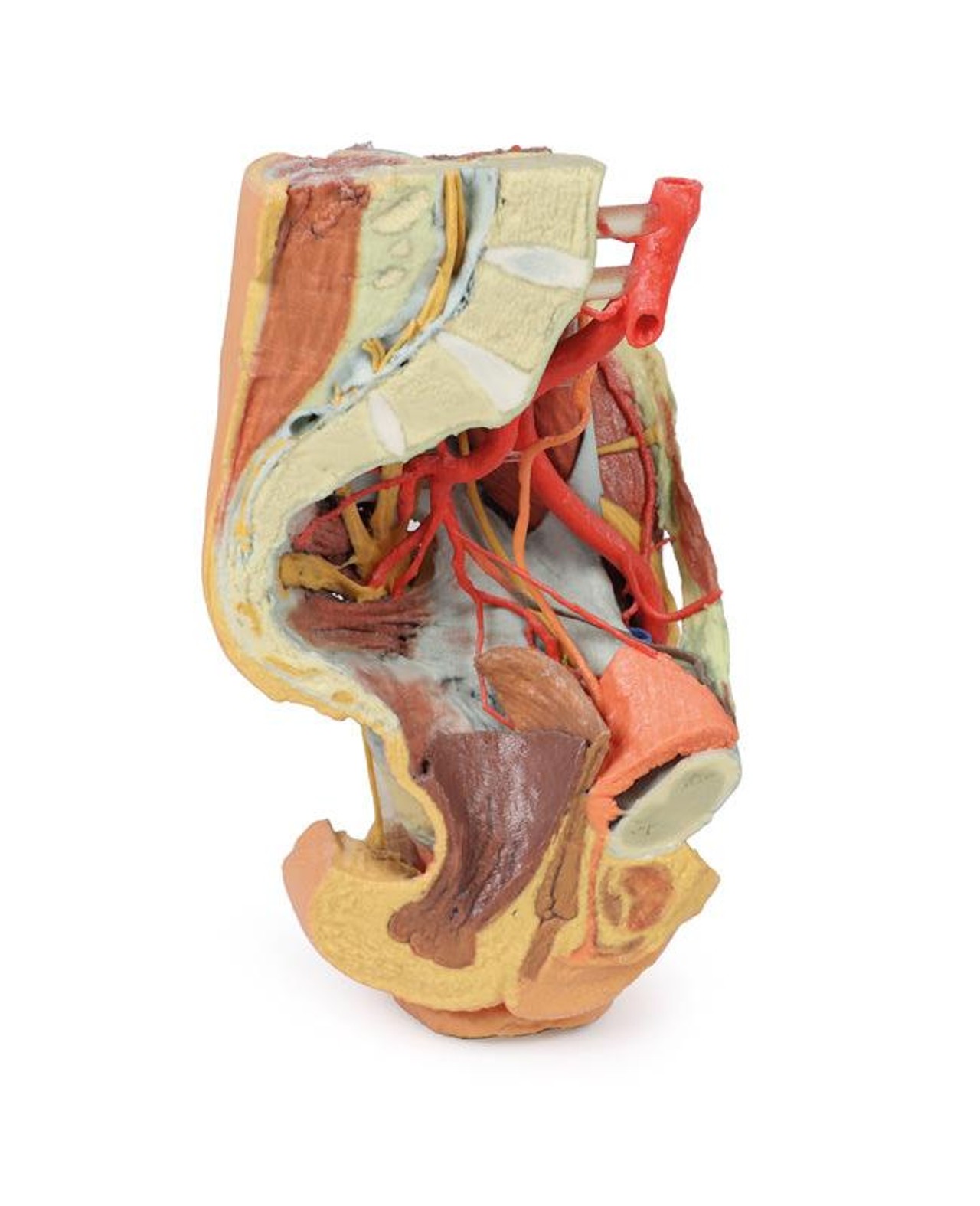 3D printed female left pelvis and proximal thigh. Full view. Exposed muscle, veins, and arteries.