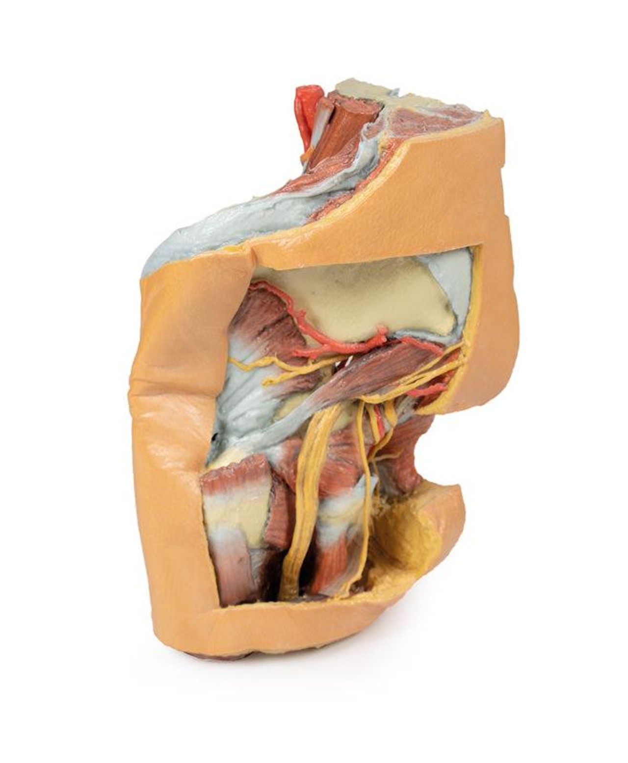 3D printed female left pelvis and proximal thigh. Full view. Exposed muscle, veins, and arteries.