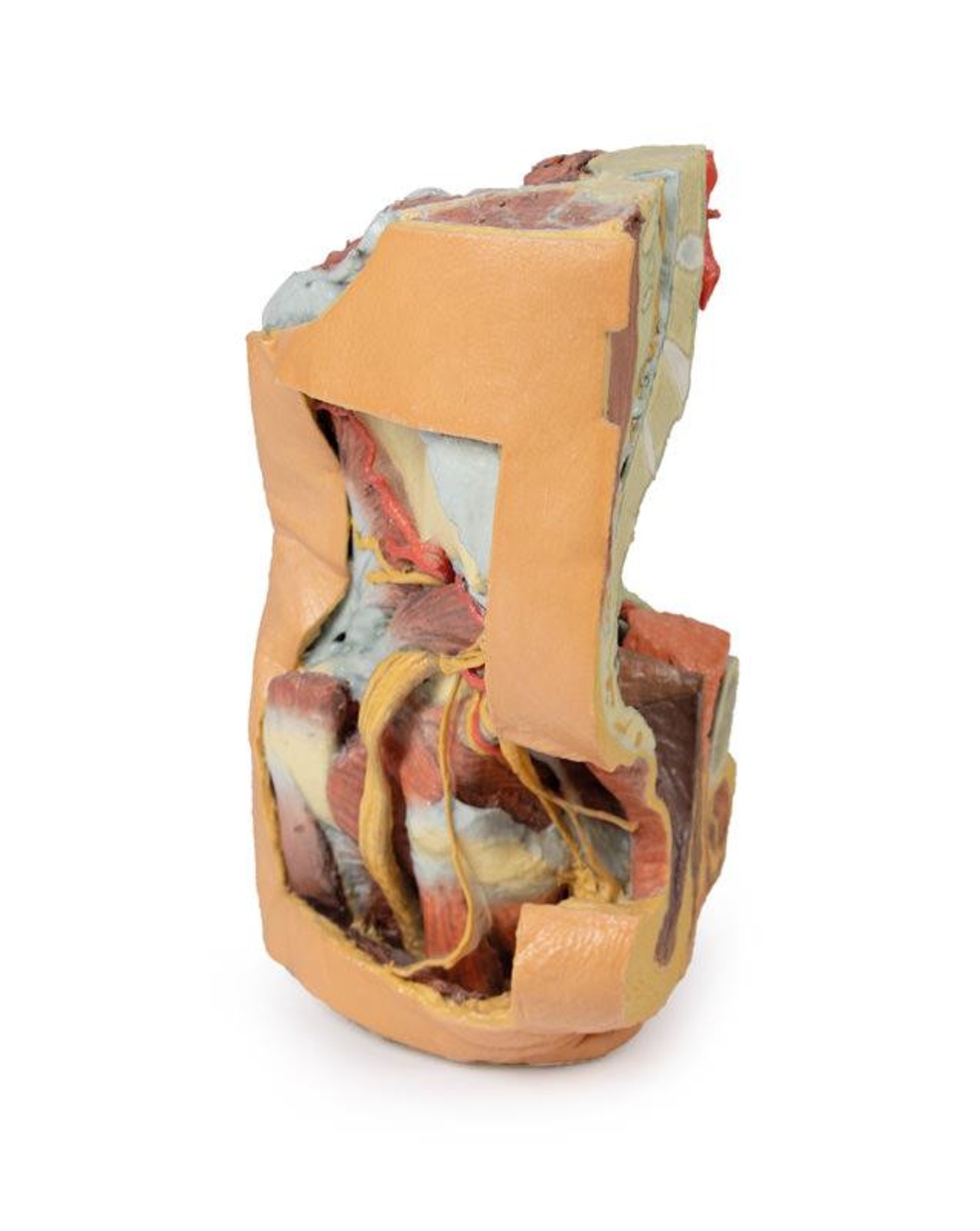 3D printed female left pelvis and proximal thigh. Full view. Exposed muscle, veins, and arteries.