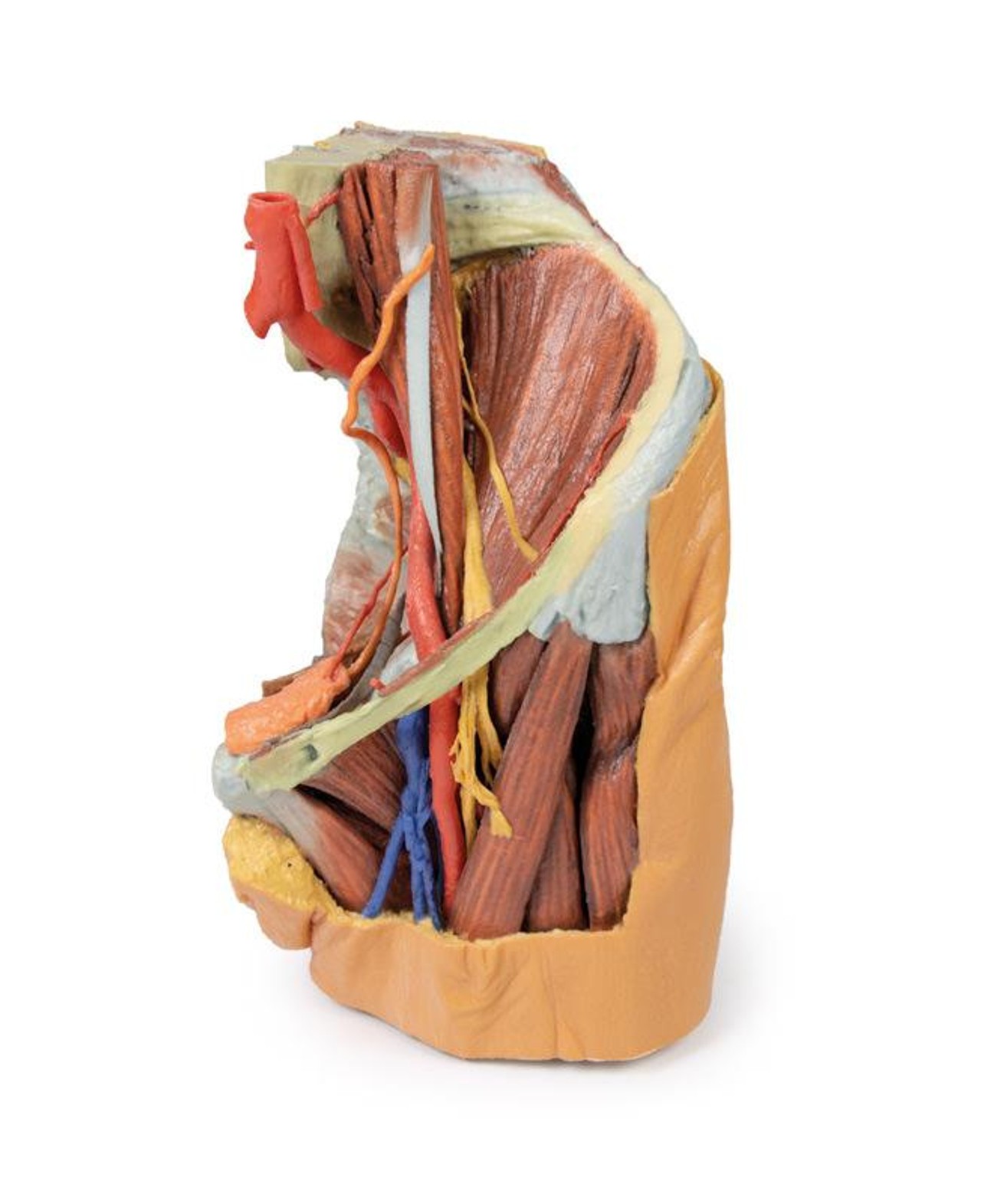 3D printed female left pelvis and proximal thigh. Full view. Exposed muscle, veins, and arteries. Side angle.