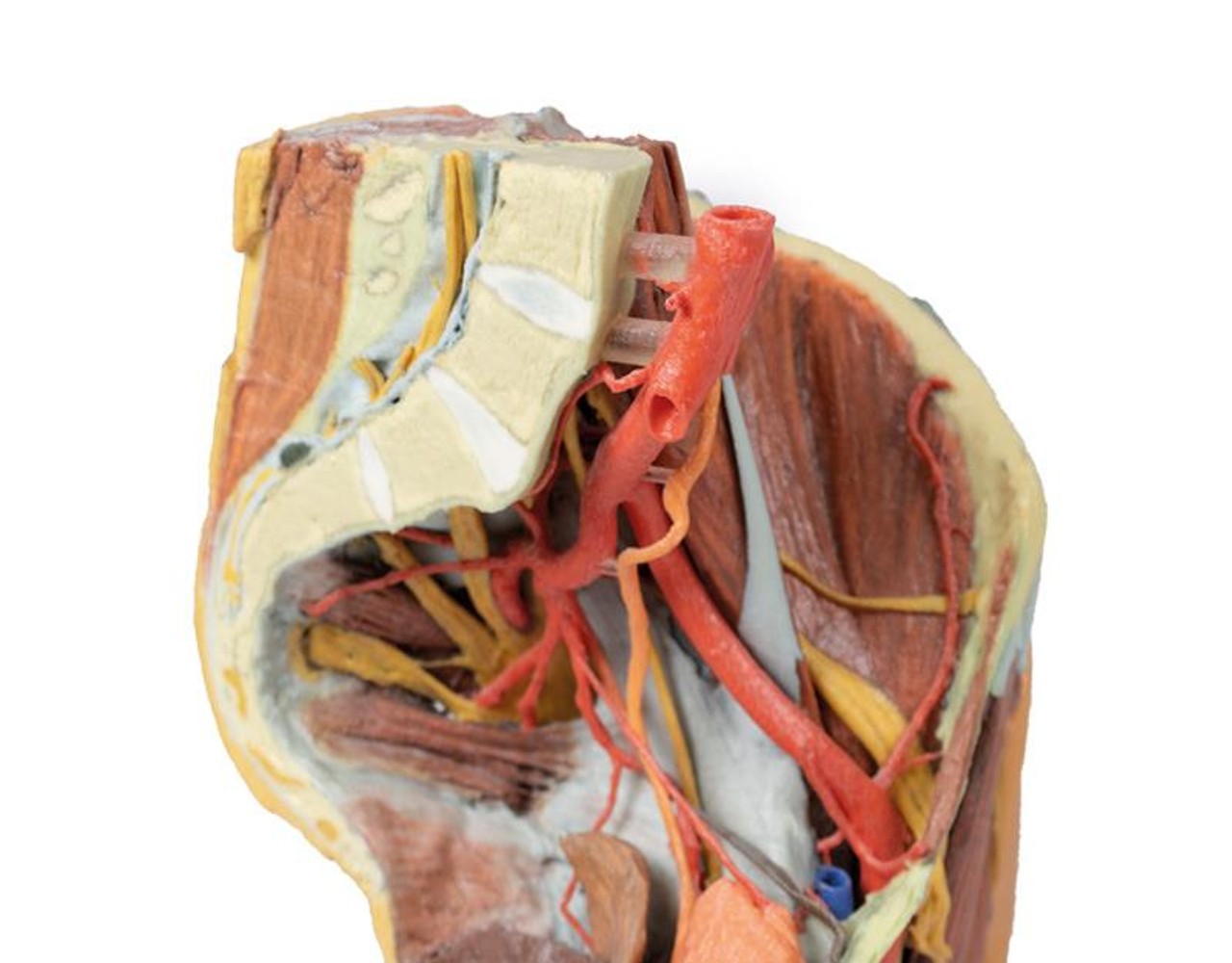 3D printed female left pelvis and proximal thigh. Exposed muscle, veins, and arteries. Internal close up.