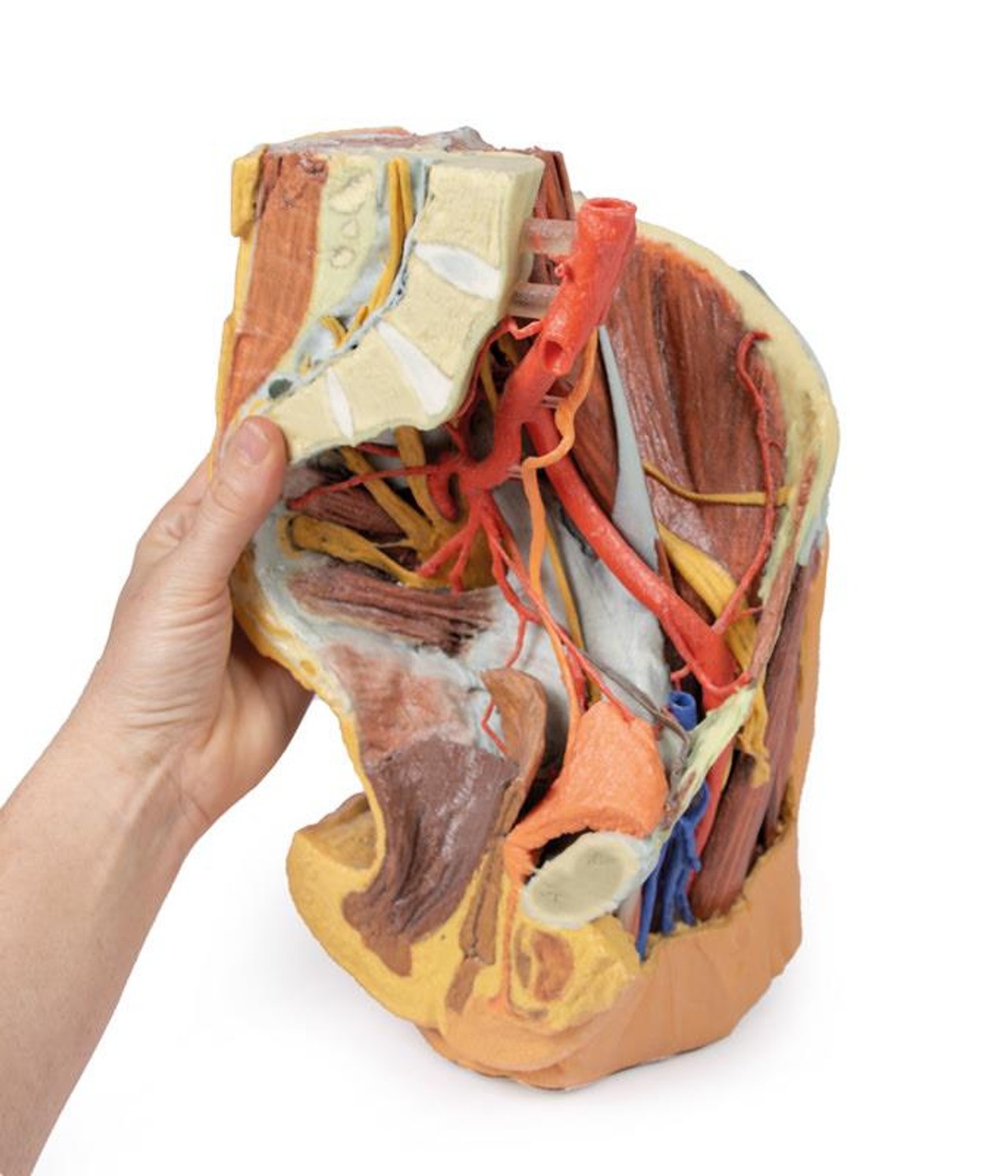 3D printed female left pelvis and proximal thigh. Full view. Exposed muscle, veins, and arteries. In hand.