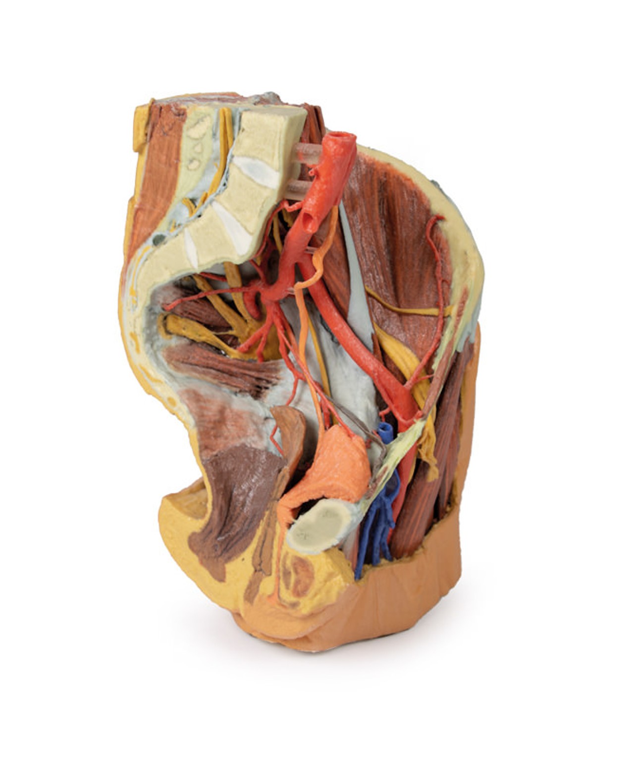 3D printed female left pelvis and proximal thigh. Full view. Exposed muscle, veins, and arteries.