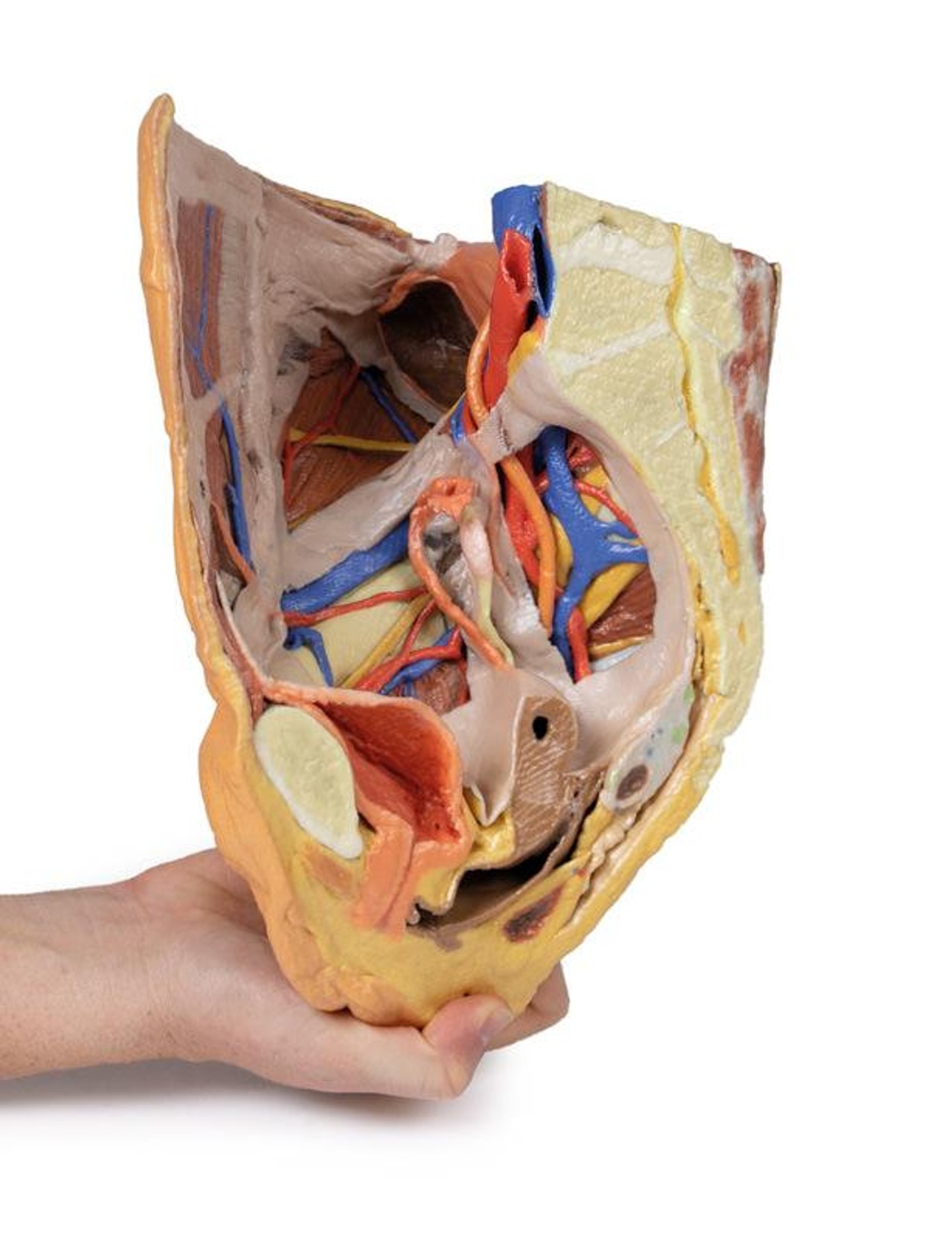 3D printed female right pelvis. Full view. Exposed muscles, veins, and arteries. In hand.