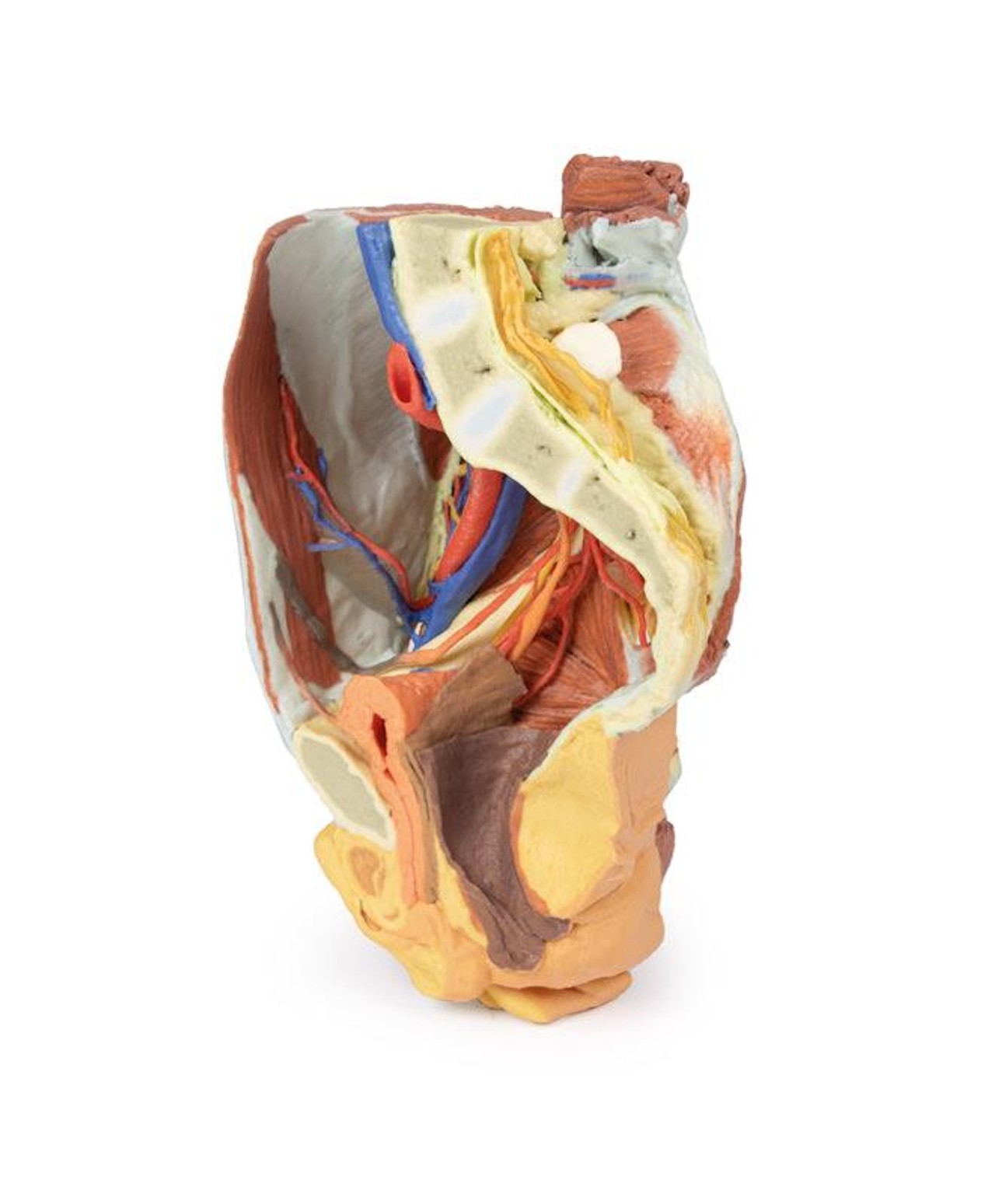 3D printed female right pelvis. Full view. Exposed muscles, veins, and arteries.