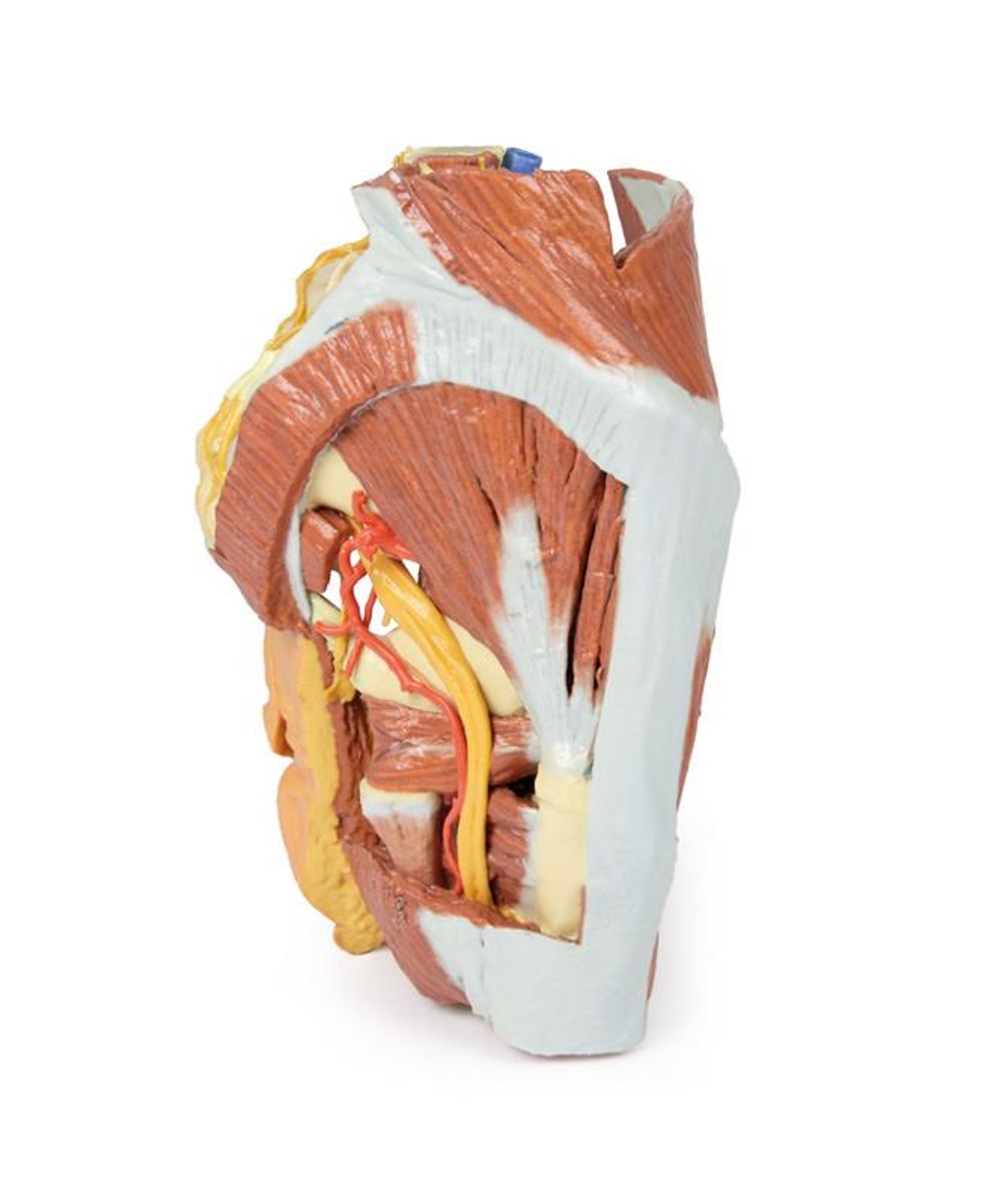 3D printed female right pelvis. Full view. Exposed muscles, veins, and arteries.