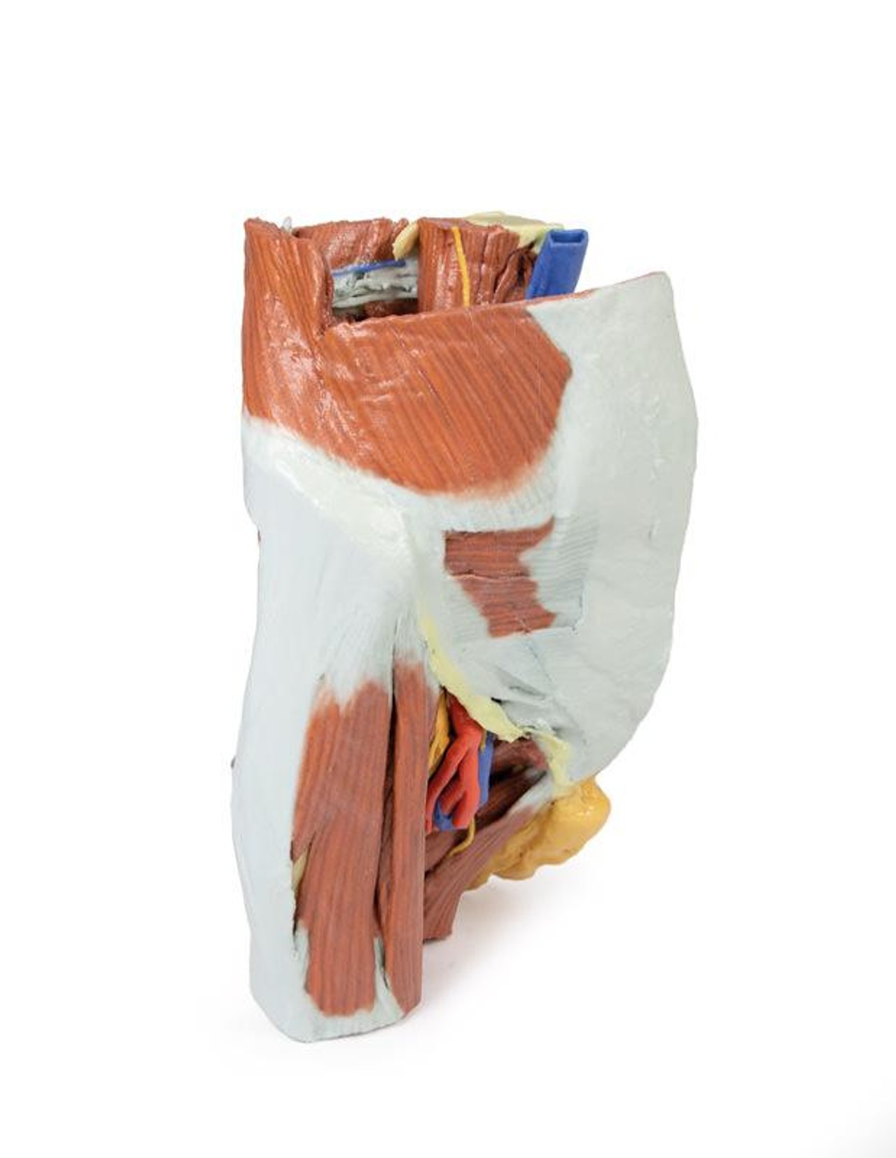 3D printed female right pelvis. Full view. Exposed muscles, veins, and arteries.