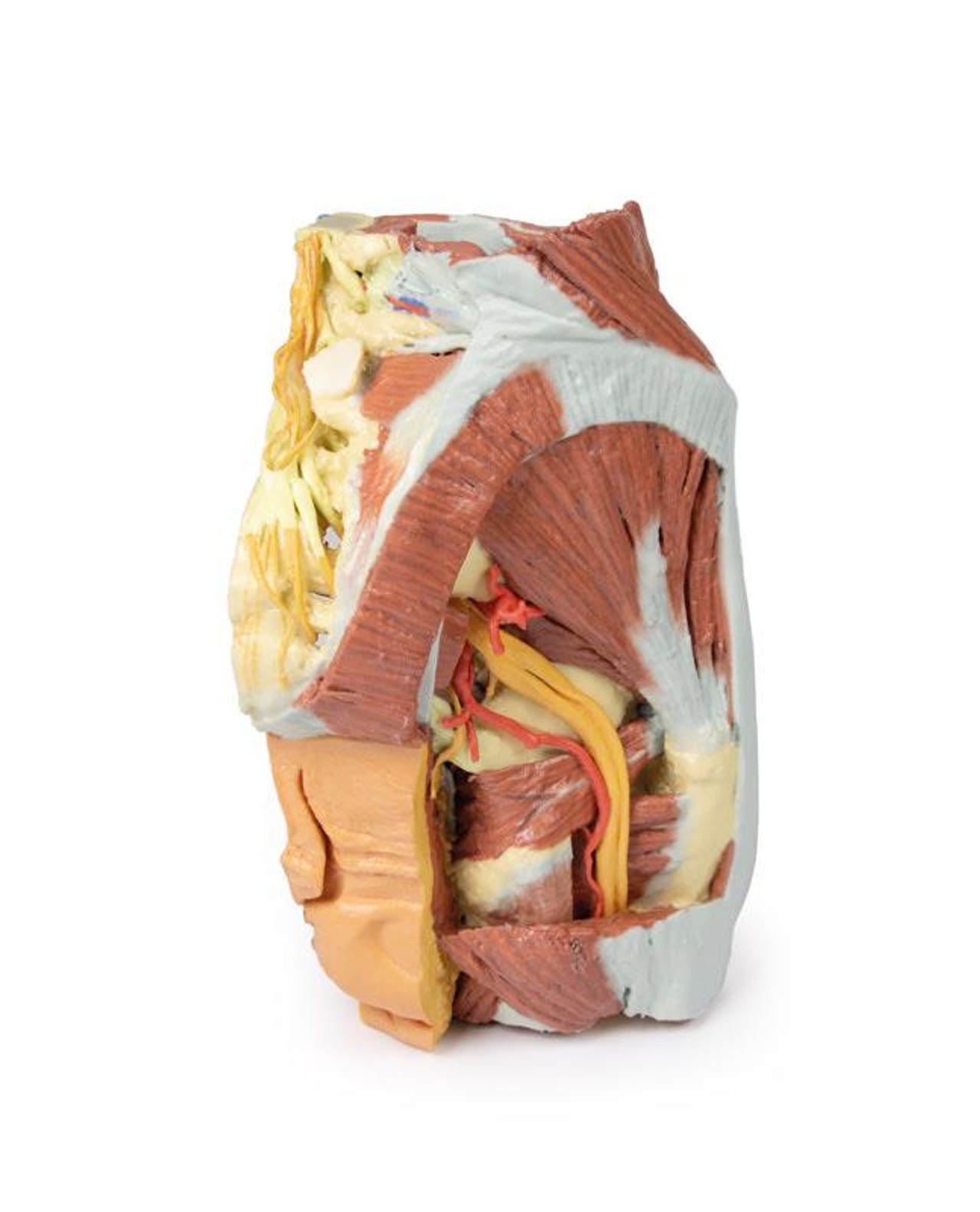3D printed female right pelvis. Full view. Exposed muscles, veins, and arteries.