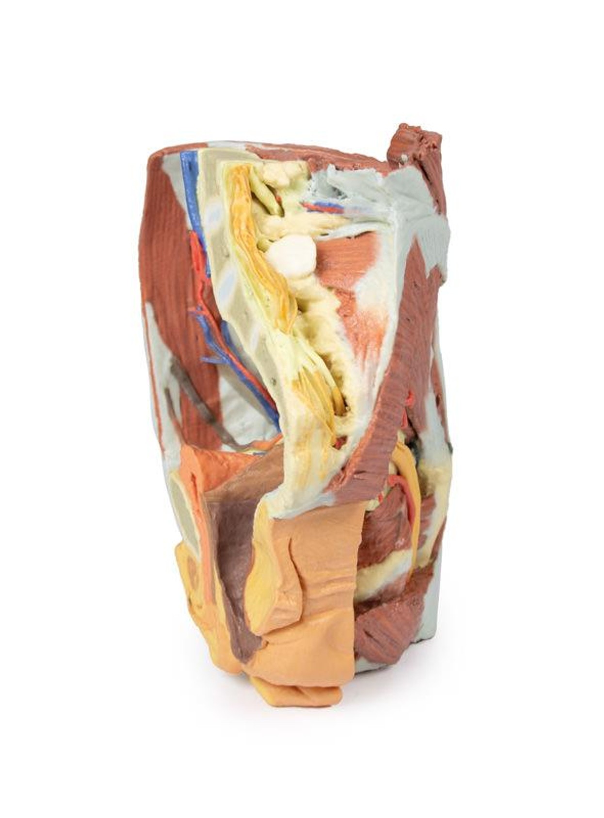 3D printed female right pelvis. Full view. Exposed muscles, veins, and arteries.