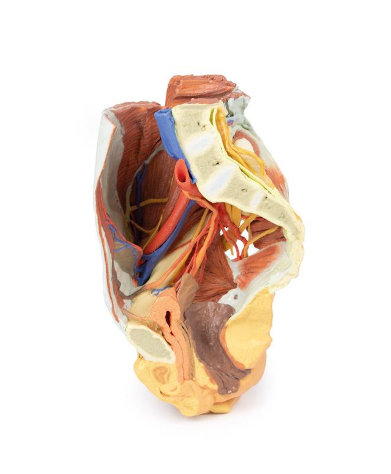 3D printed female right pelvis. Full view. Exposed muscles, veins, and arteries. Internal angle.