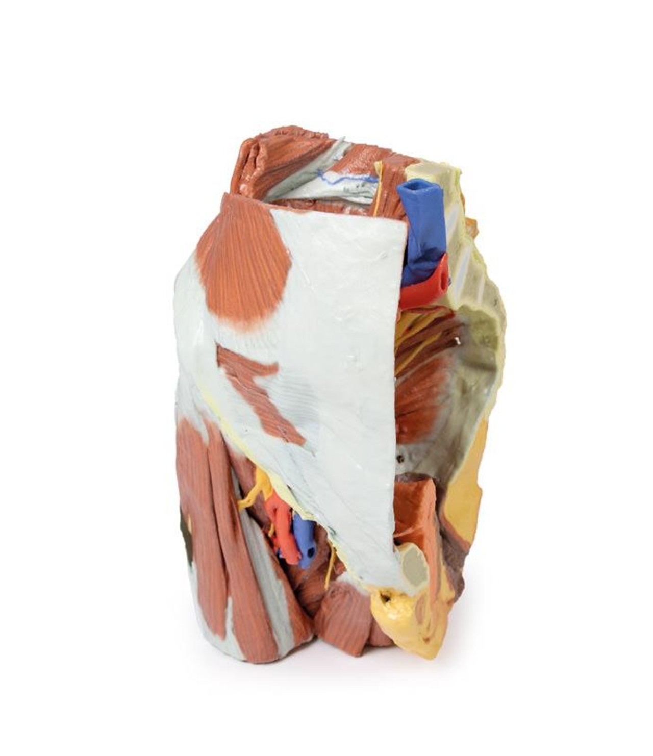3D printed female right pelvis. Full view. Exposed muscles, veins, and arteries. Outer angle.