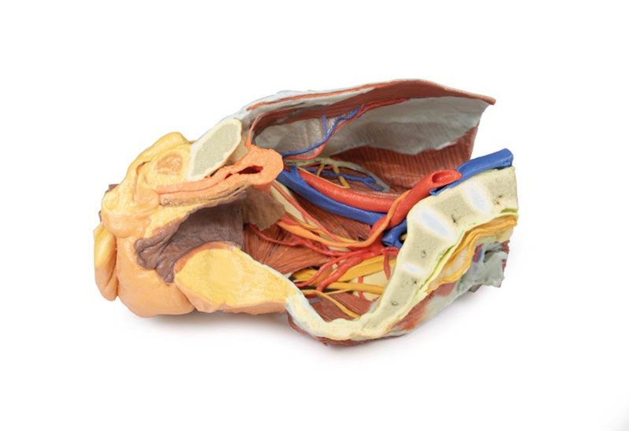 3D printed female right pelvis. Full view. Exposed muscles, veins, and arteries. Internal angle.