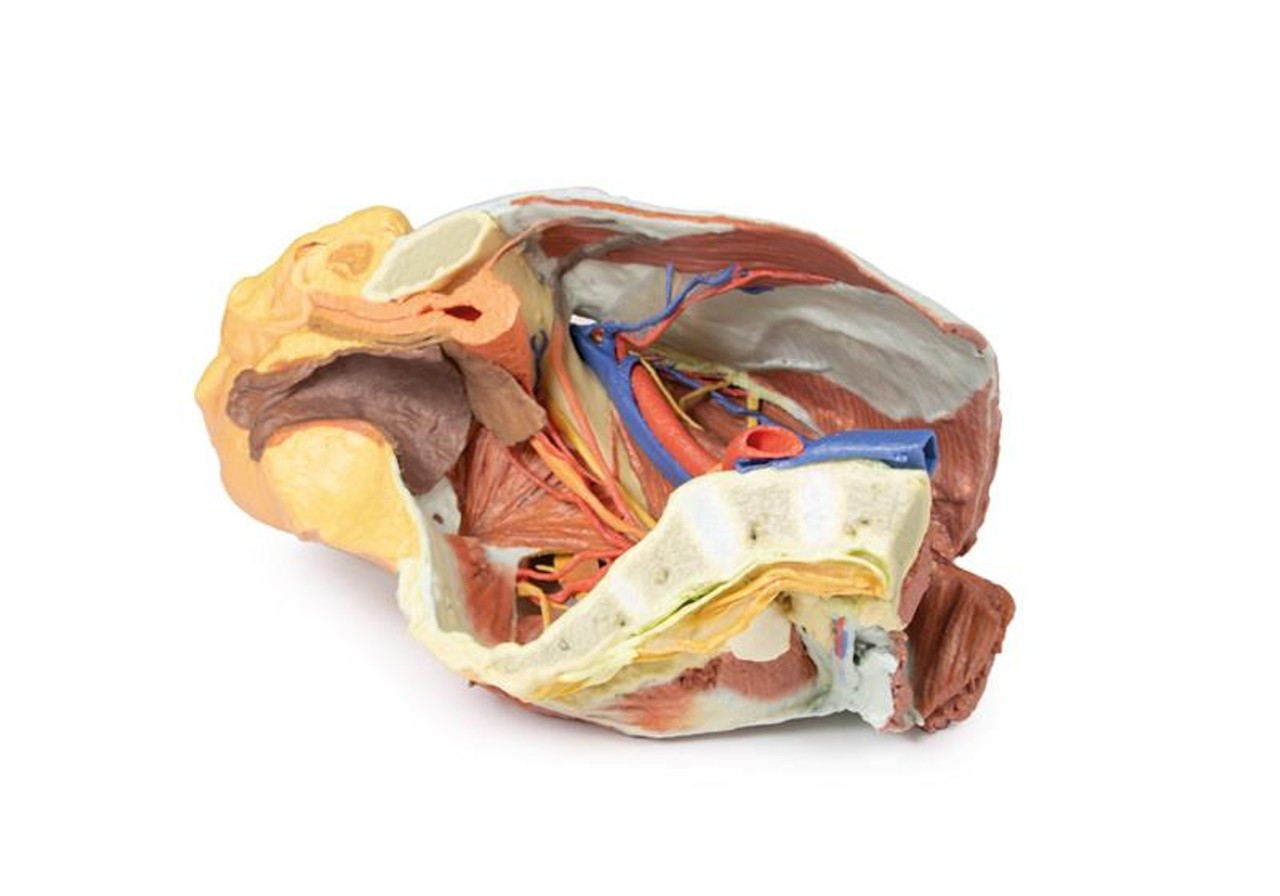 3D printed female right pelvis. Full view. Exposed muscles, veins, and arteries. Internal angle.