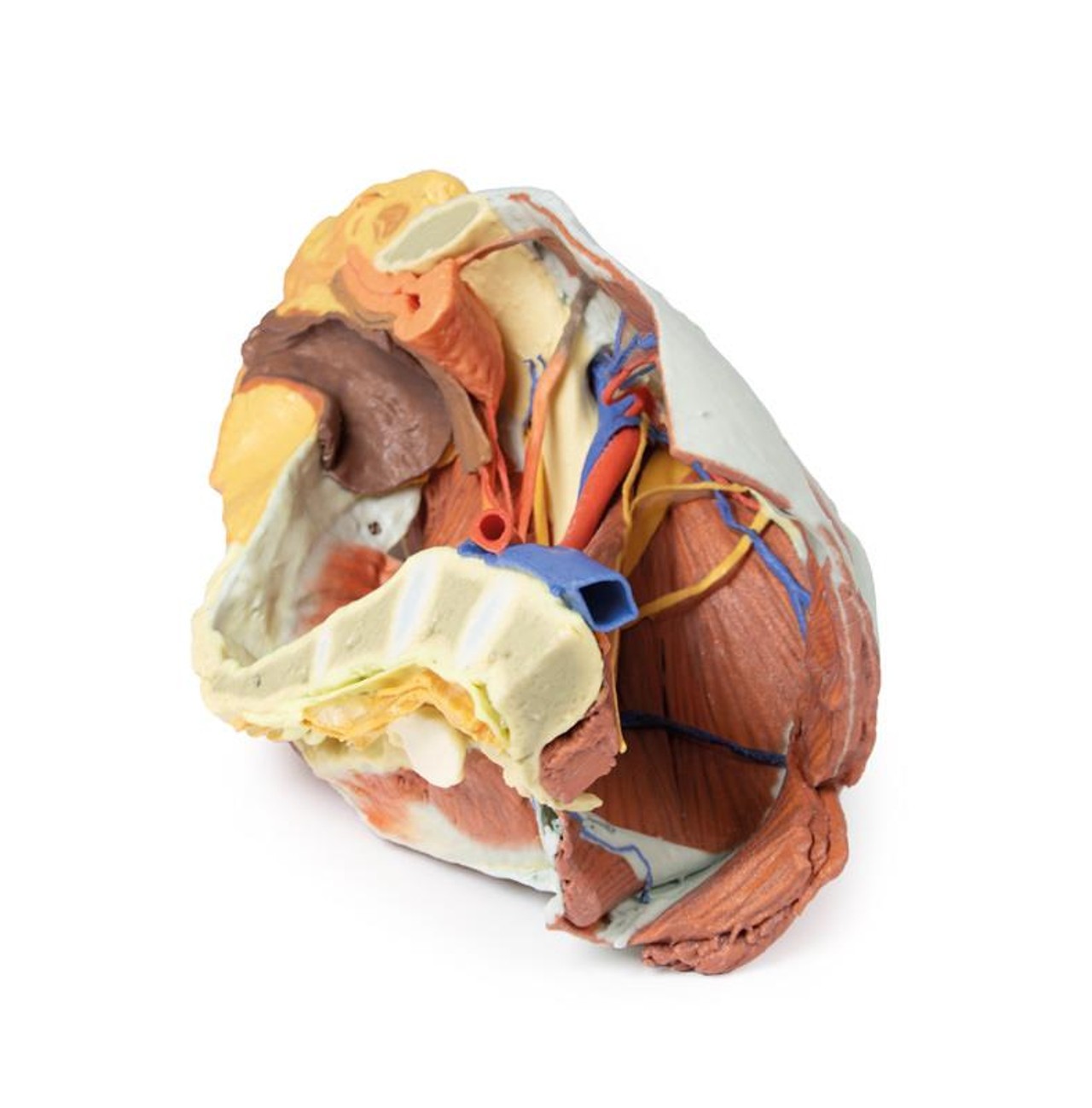 3D printed female right pelvis. Full view. Exposed muscles, veins, and arteries. Internal angle.