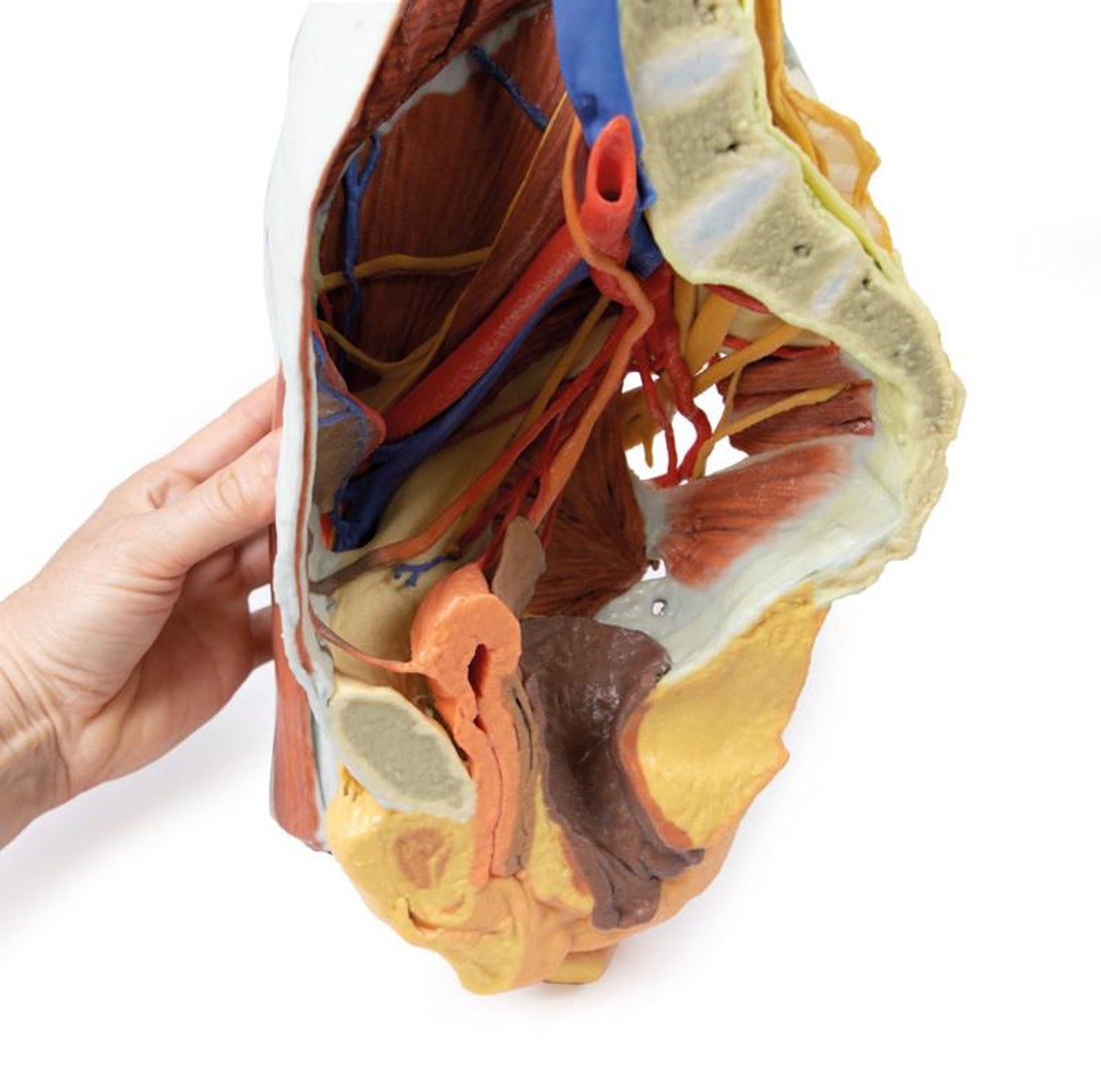 3D printed female right pelvis. Exposed muscles, veins, and arteries. Internal angle.