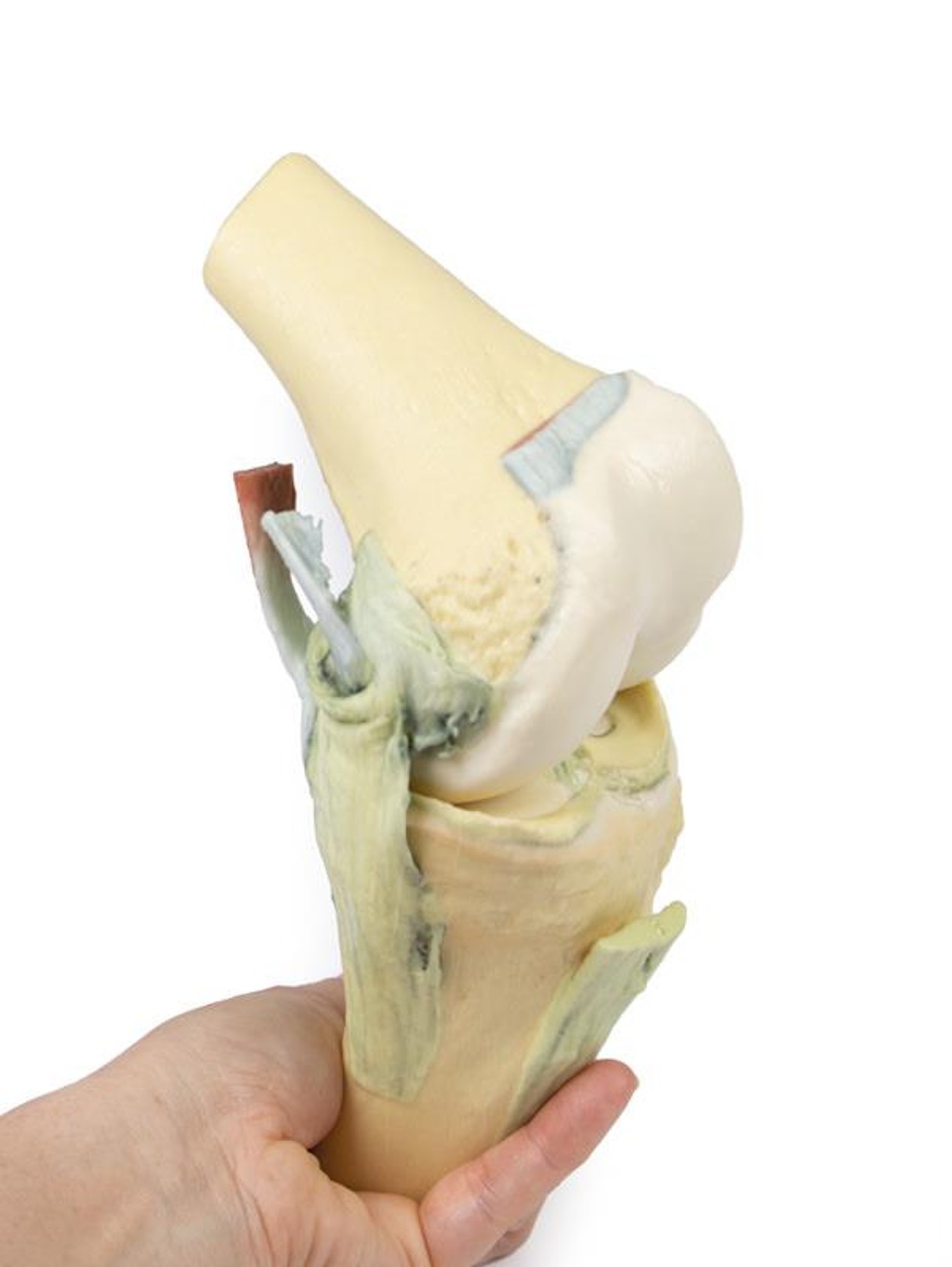 3D printed knee joint. Full view. No skin. Exposed ligaments. In hand.