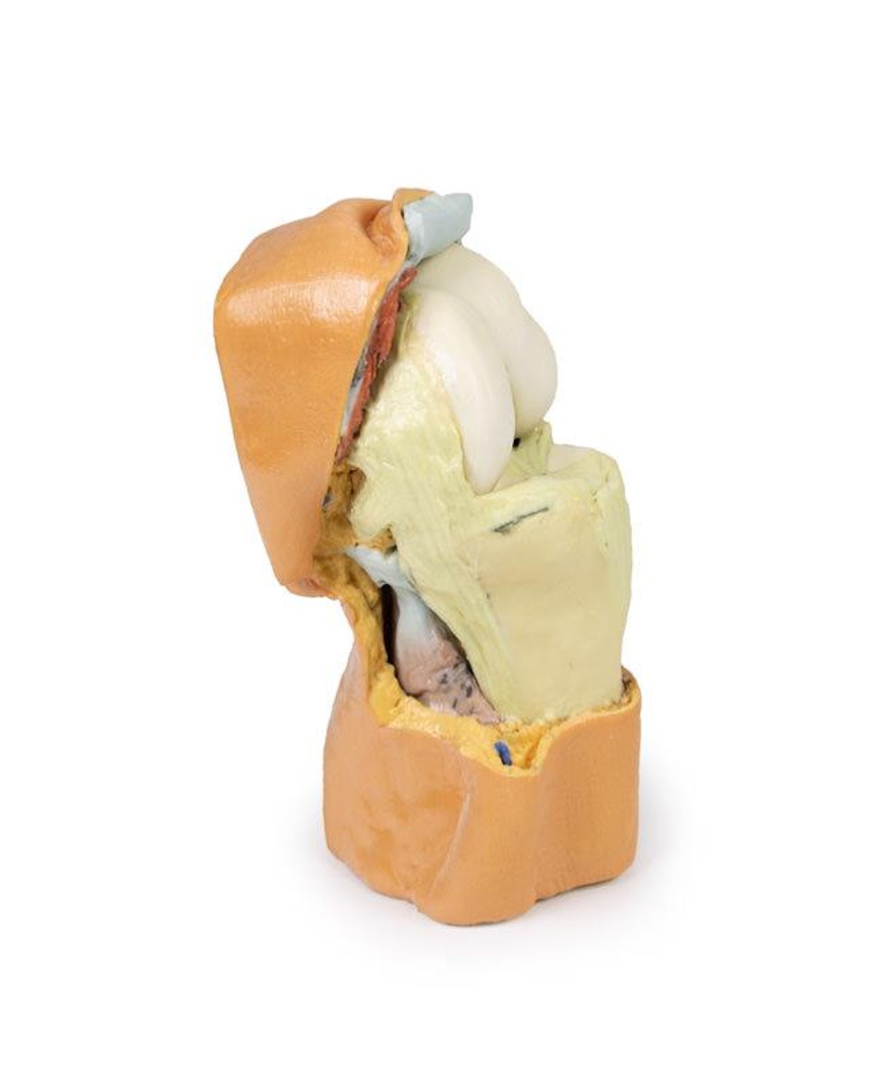 3D printed knee joint. Full view. Exposed bones, muscle, and ligaments. Side angle.