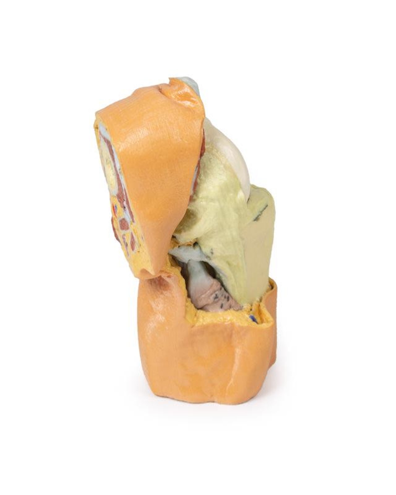 3D printed knee joint. Full view. Exposed bones, muscle, and ligaments. Side angle.