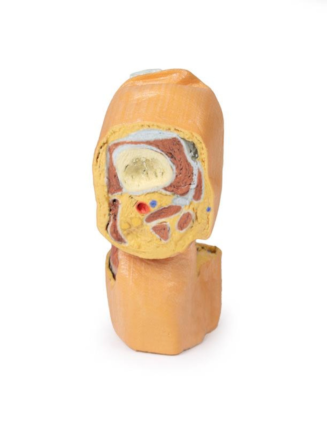 3D printed knee joint. Full view. Exposed bones, muscle, and ligaments. Back angle.