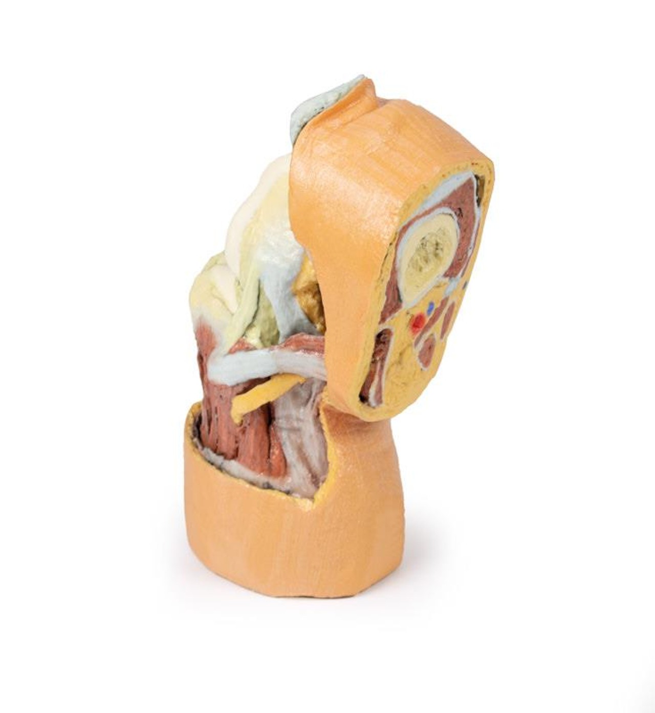 3D printed knee joint. Full view. Exposed bones, muscle, and ligaments. Back angle.