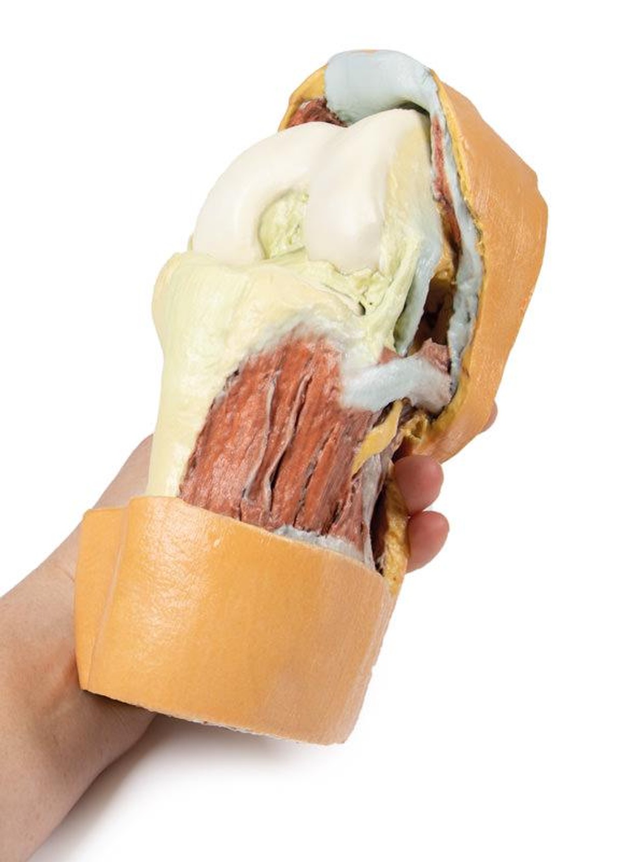 3D printed knee joint. Full view. Exposed bones, muscle, and ligaments. In hand.