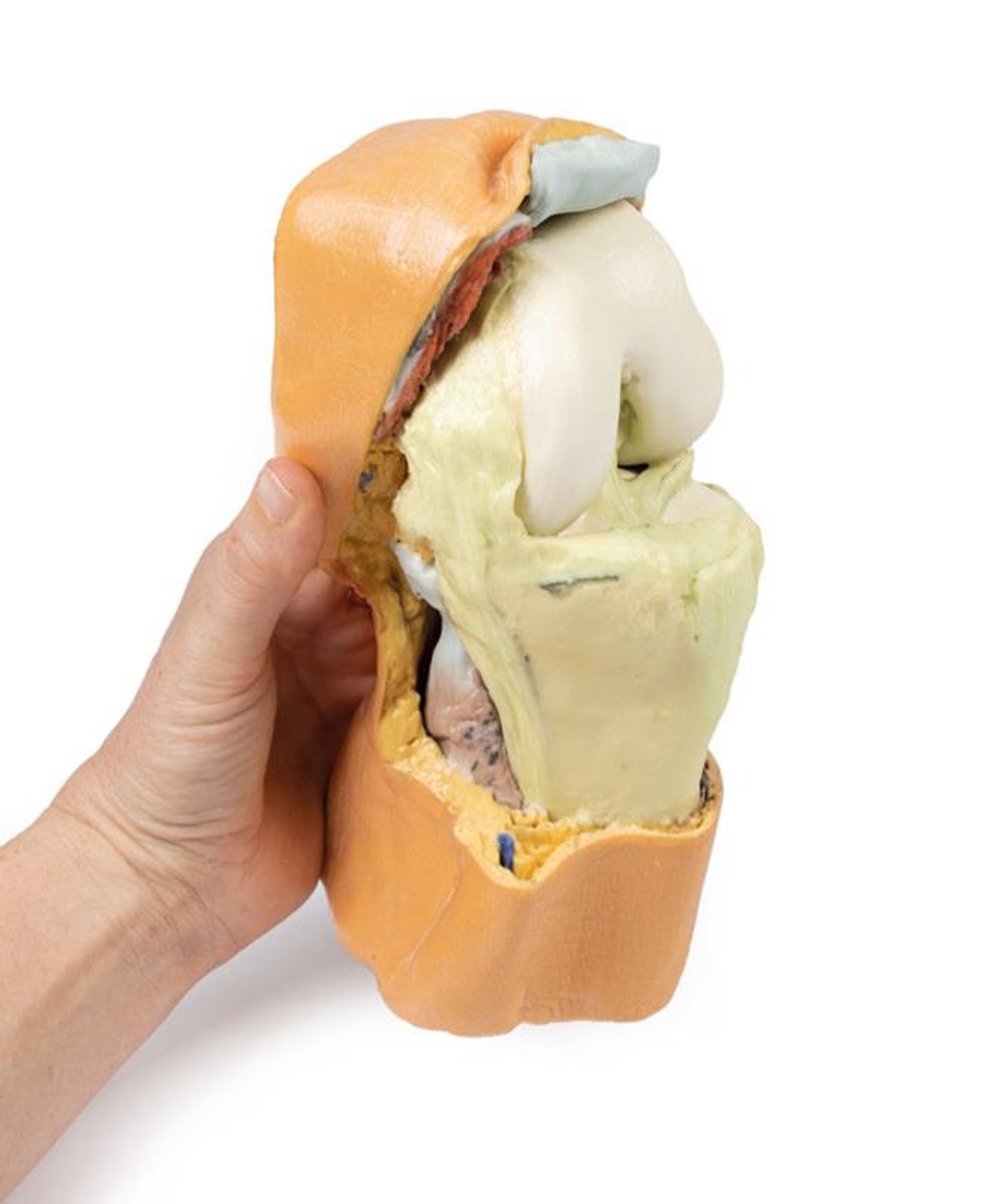 3D printed knee joint. Full view. Exposed bones, muscle, and ligaments. In hand.