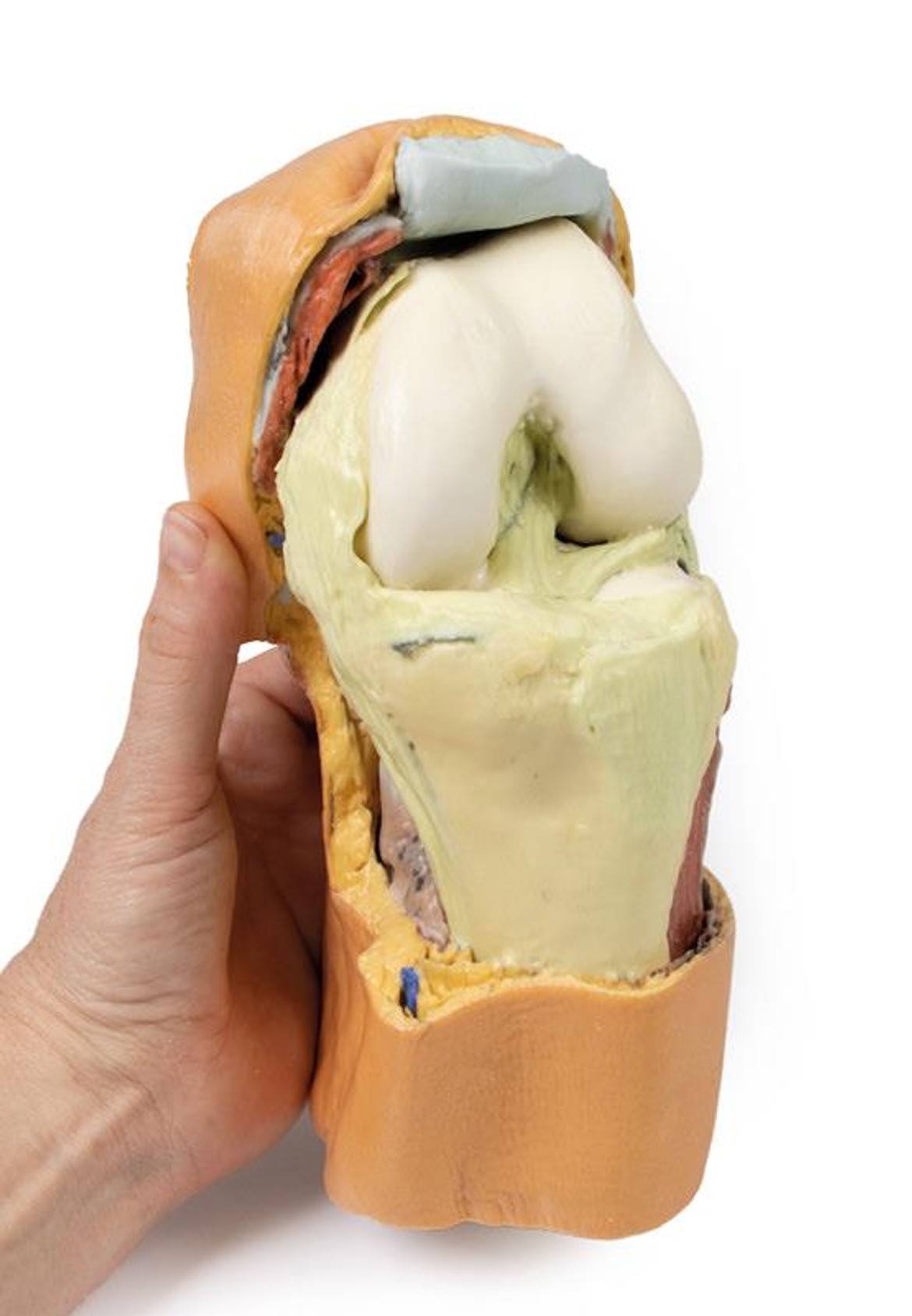 3D printed knee joint. Full view. Exposed bones, muscle, and ligaments. In hand.