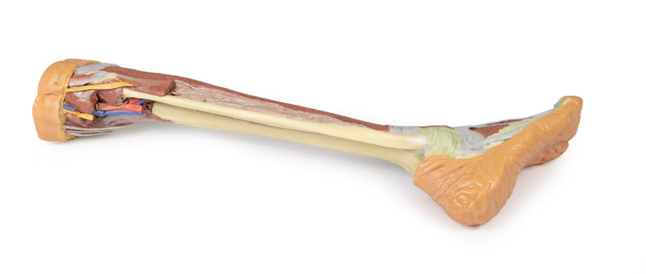 3D printed leg. Full view. Exposed muscles, bones, nerves, and arteries. Side angle.