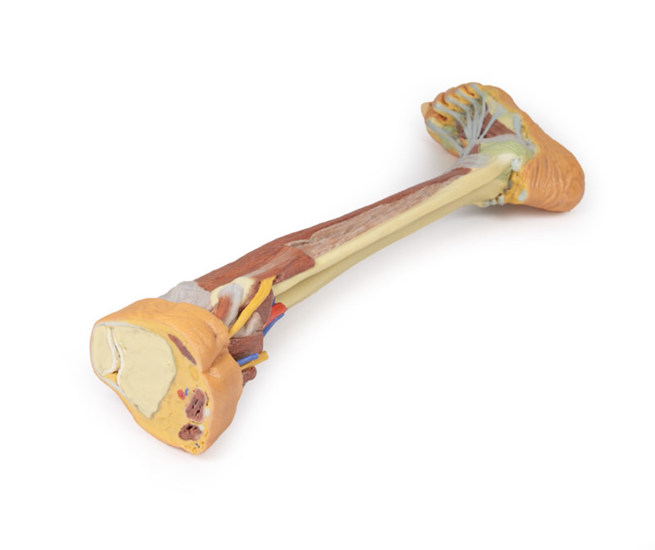 3D printed leg. Full view. Exposed muscles, bones, nerves, and arteries. Top angle.