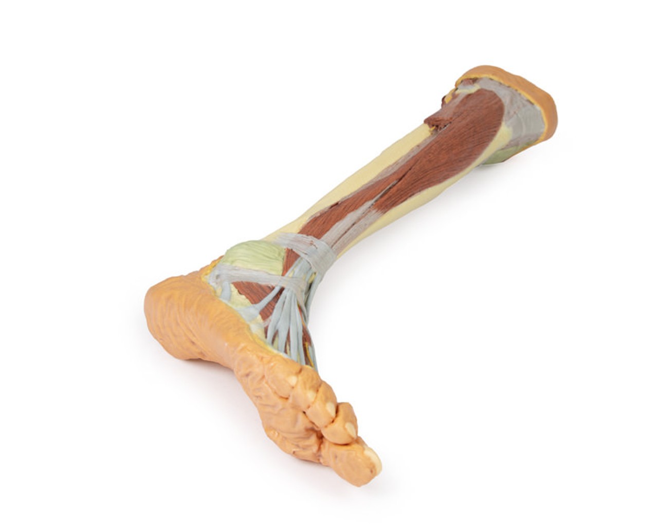 3D printed leg. Full view. Exposed muscles, bones, nerves, and arteries. Bottom angle.