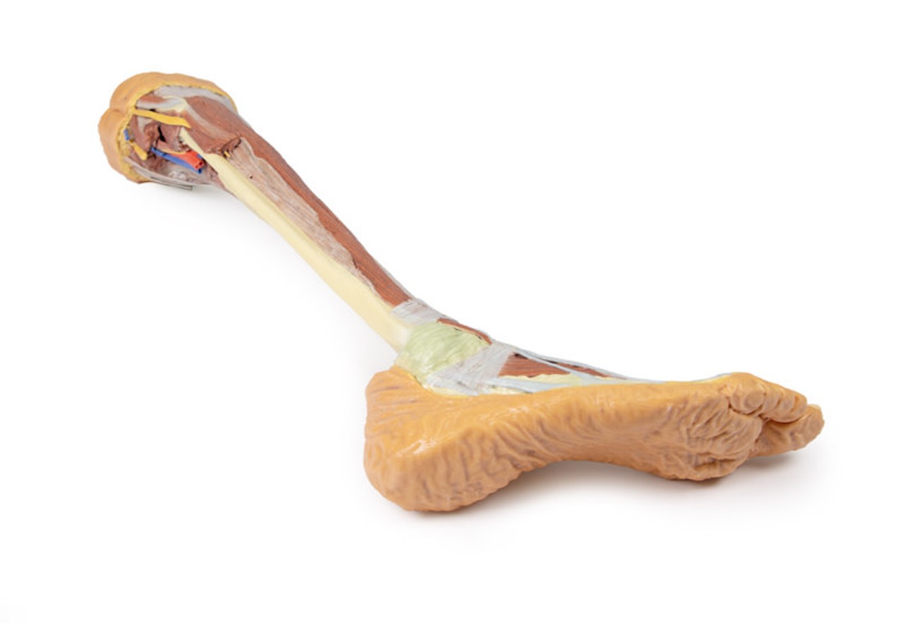 3D printed leg. Full view. Exposed muscles, bones, nerves, and arteries. Bottom angle.