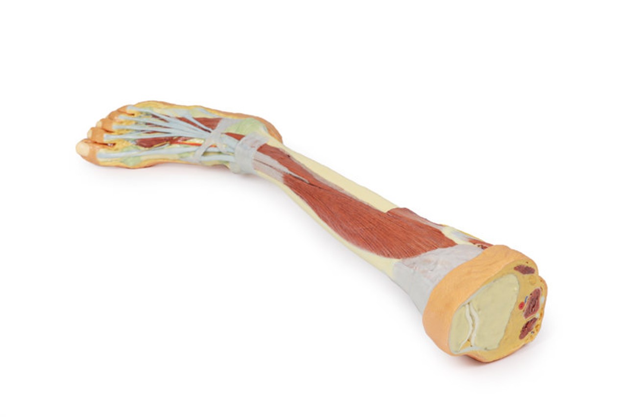3D printed leg. Full view. Exposed muscles, bones, nerves, and arteries. Top angle.
