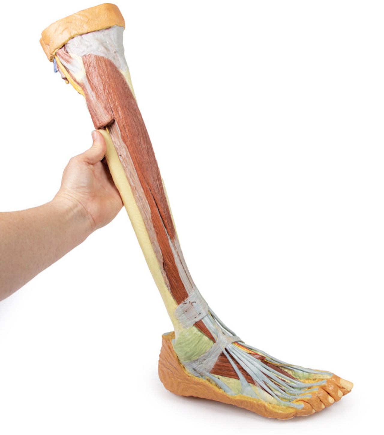 3D printed leg. Full view. Exposed muscles, bones, nerves, and arteries. In hand.