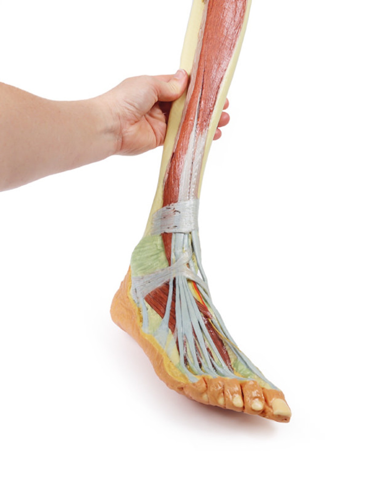 3D printed leg. Close up of lower portion of leg. Exposed muscles, bones, nerves, and arteries. In hand.