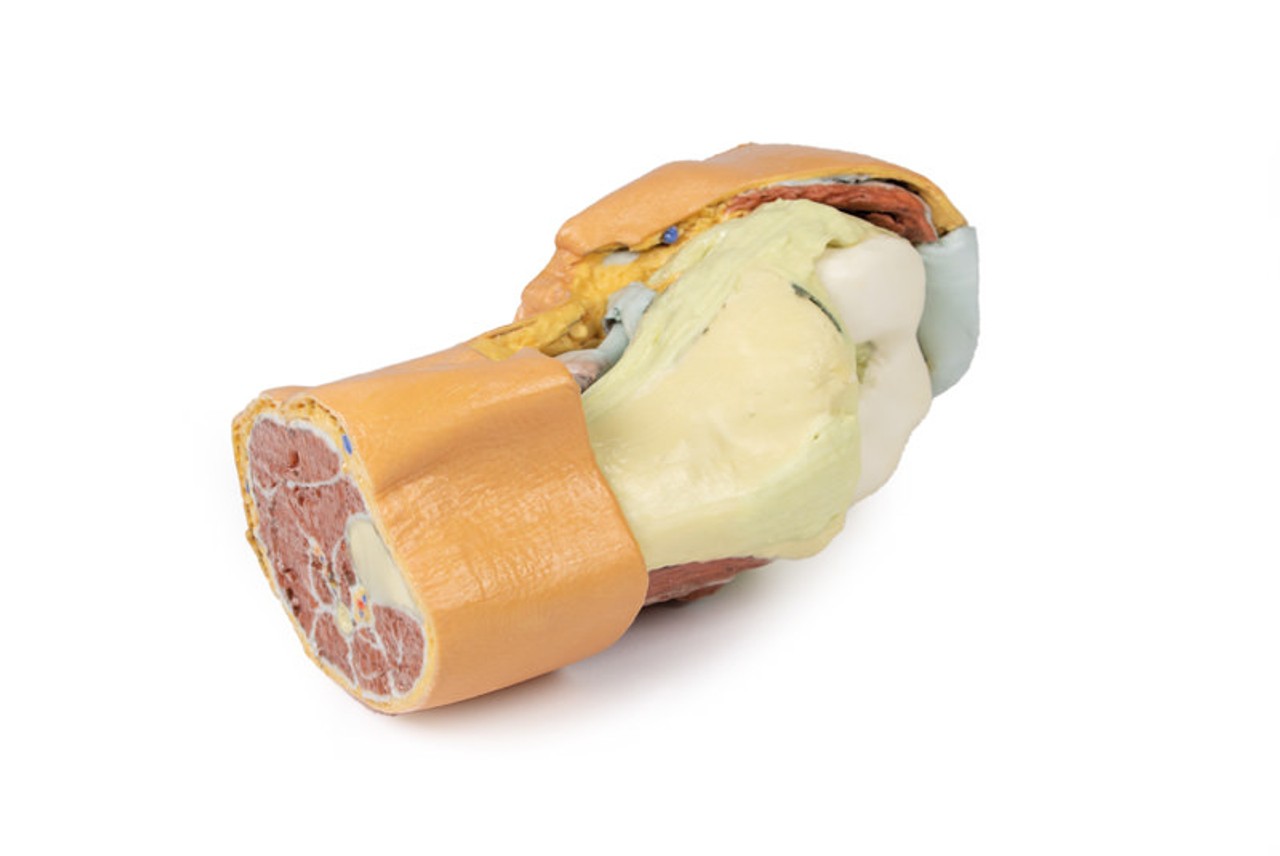 3D Printed Lower Limb - Deep Dissection