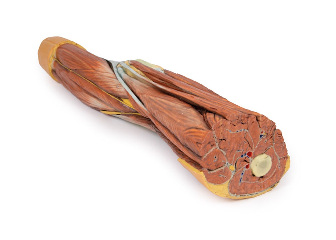 3D Printed Lower Limb Musculature