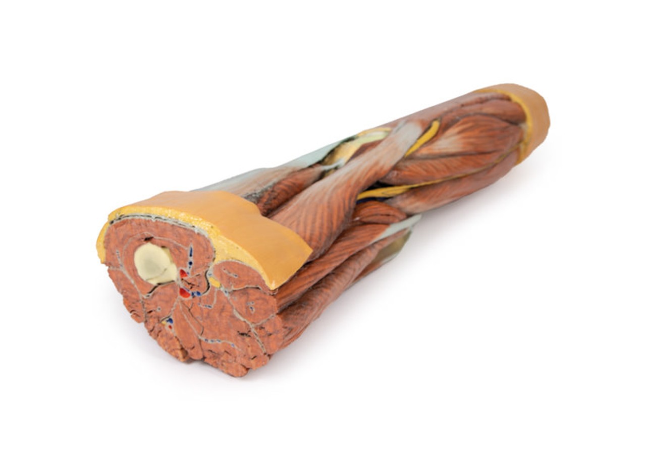 3D Printed Lower Limb Musculature