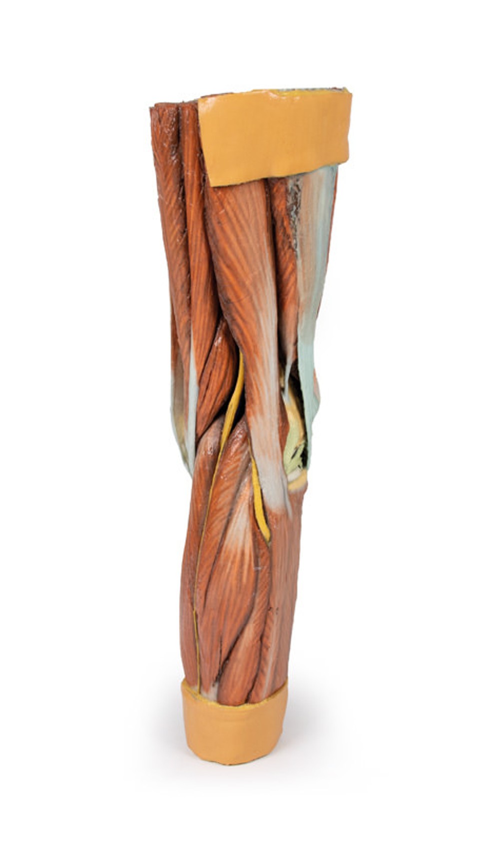 3D Printed Lower Limb Musculature