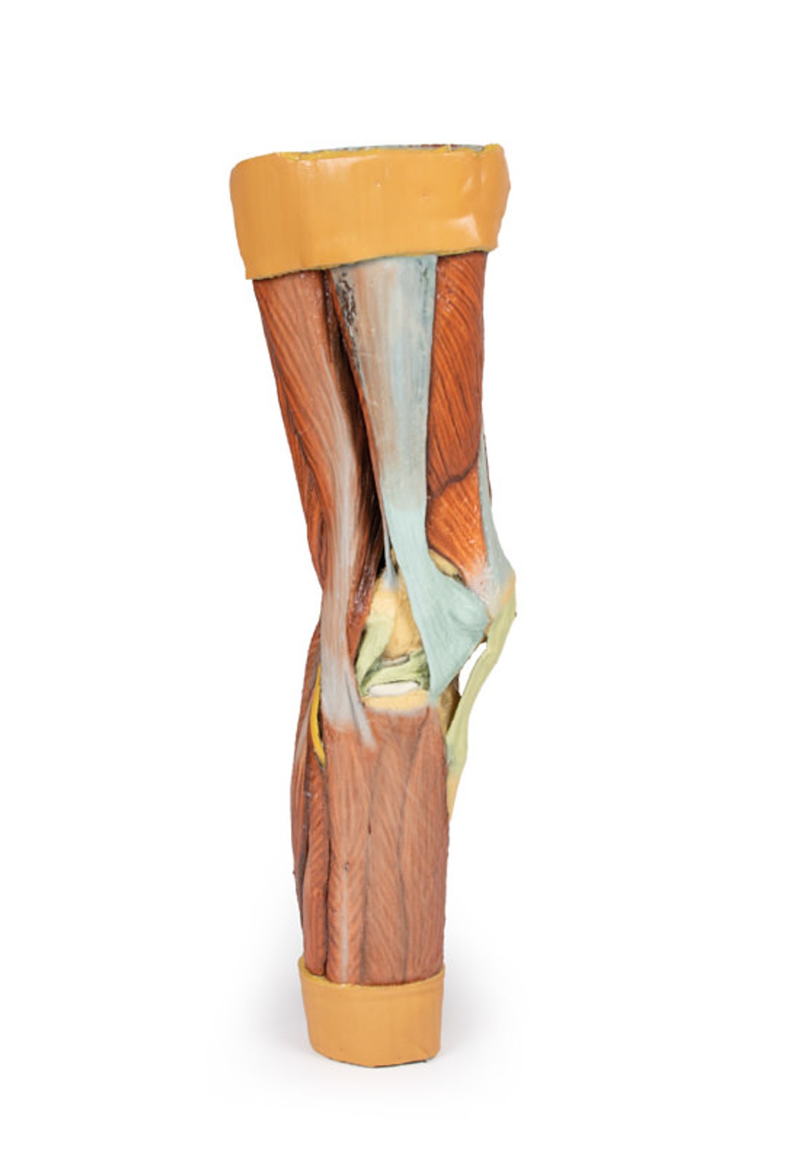 3D Printed Lower Limb Musculature