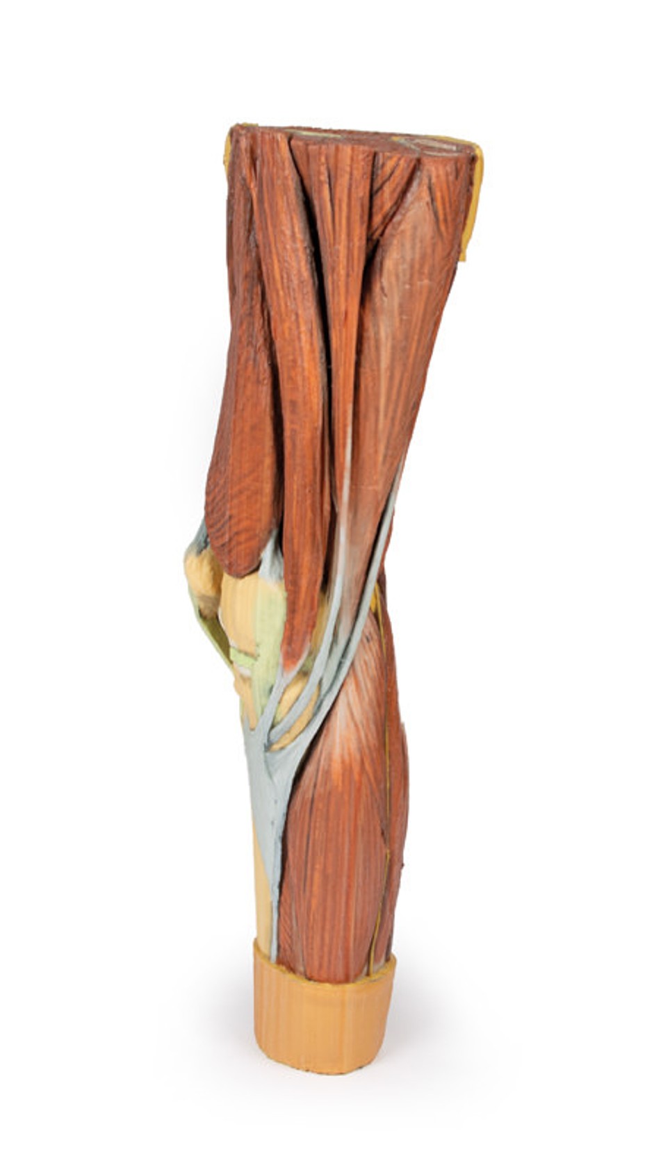 3D Printed Lower Limb Musculature