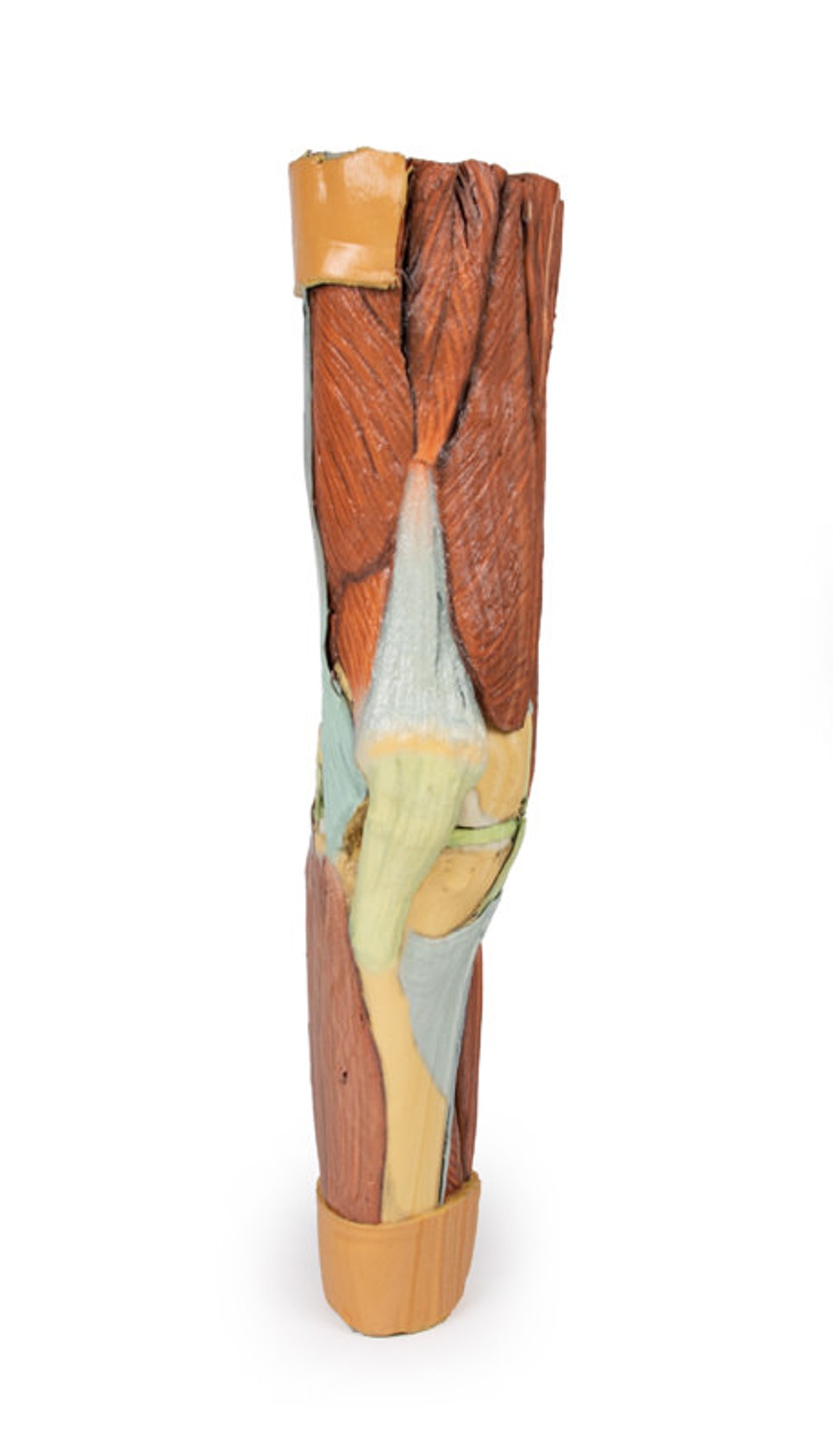 3D Printed Lower Limb Musculature