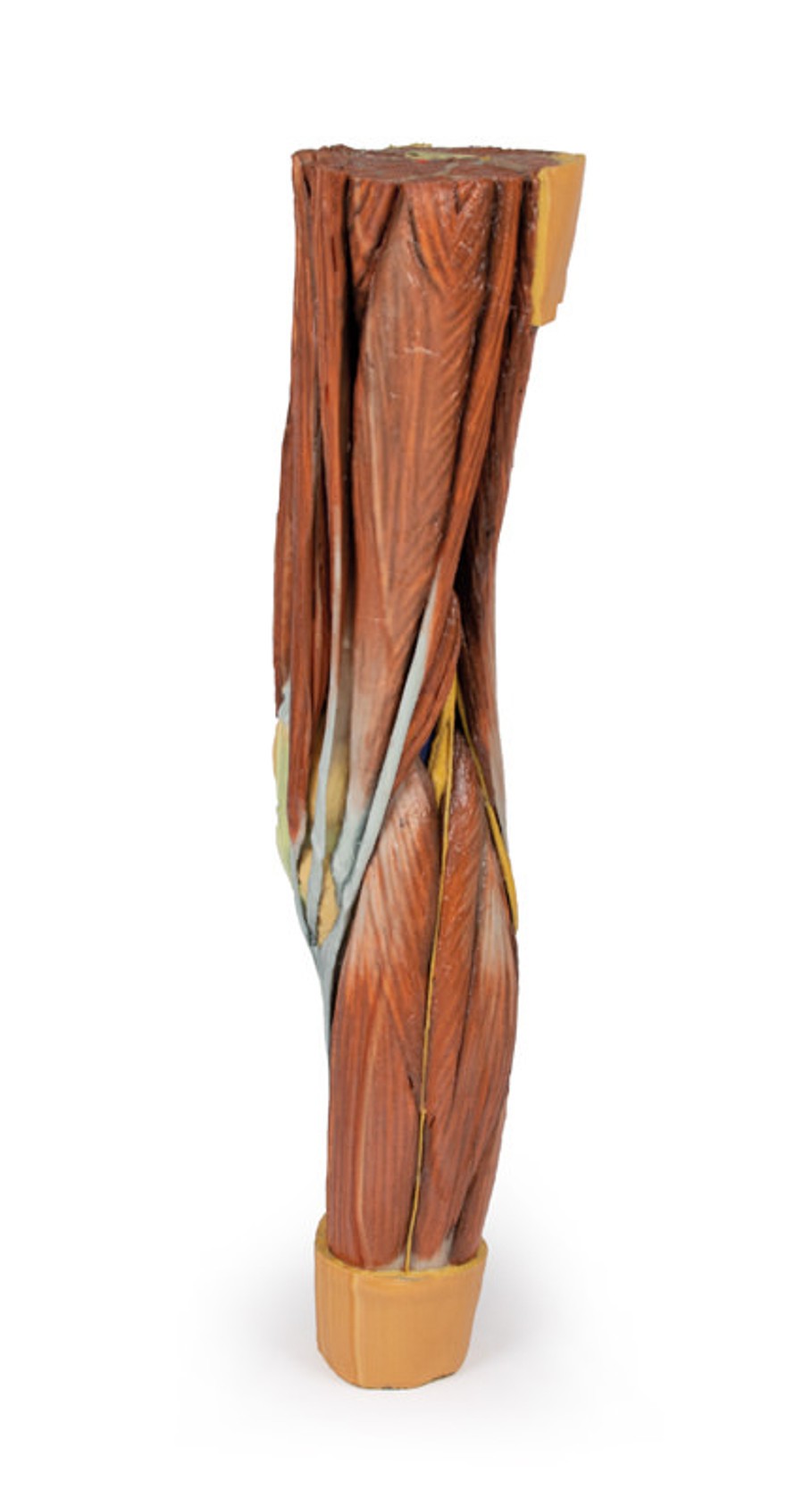 3D Printed Lower Limb Musculature