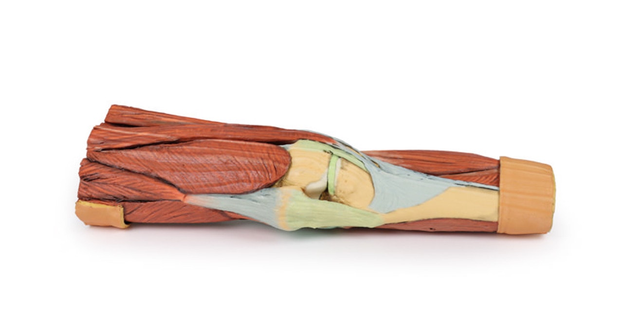 3D Printed Lower Limb Musculature