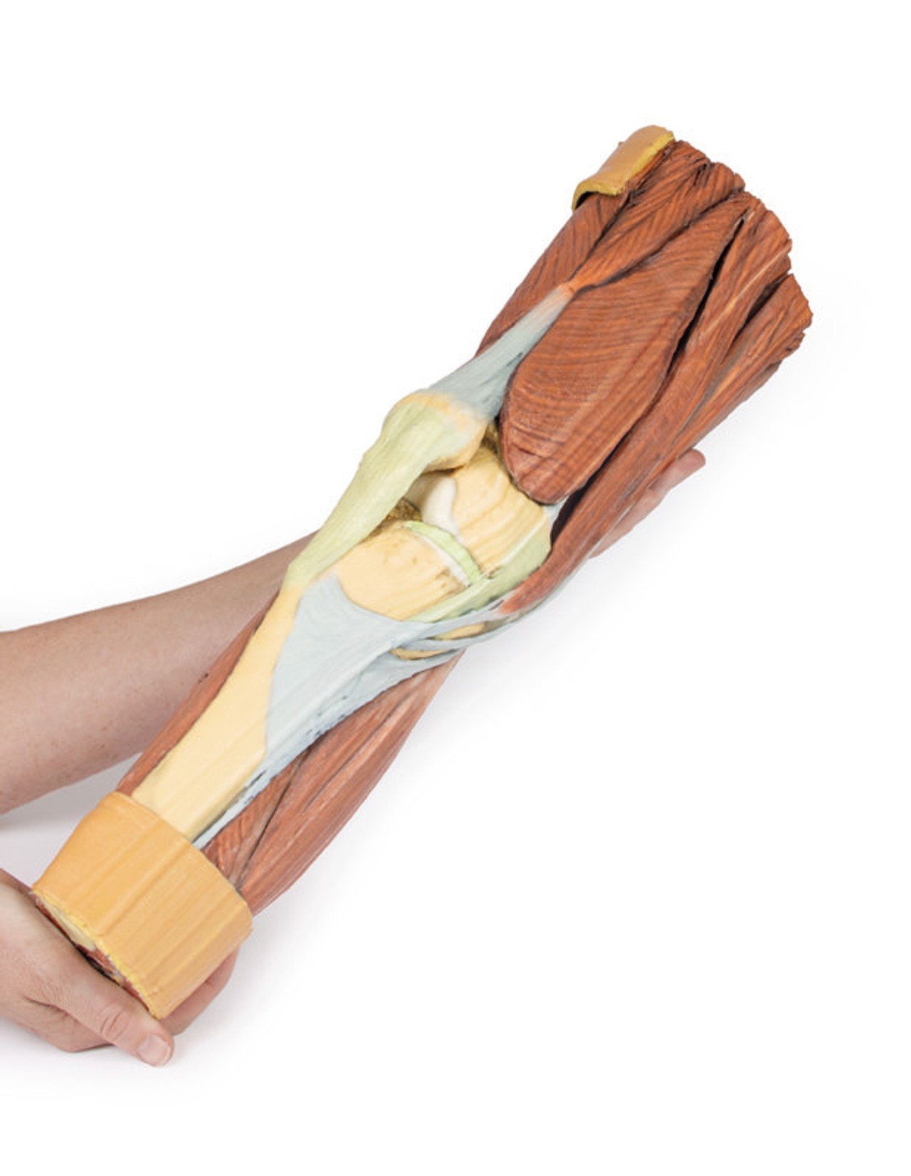 3D Printed Lower Limb Musculature