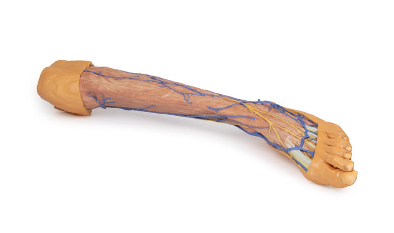 3D Printed Lower Limb Superficial Veins