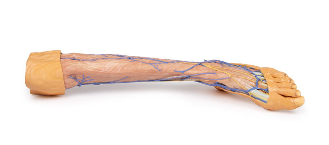 3D Printed Lower Limb Superficial Veins
