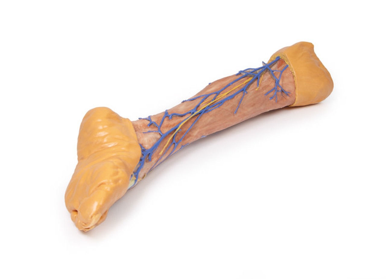 3D Printed Lower Limb Superficial Veins