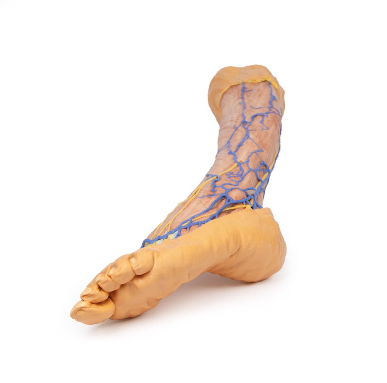 3D Printed Lower Limb Superficial Veins